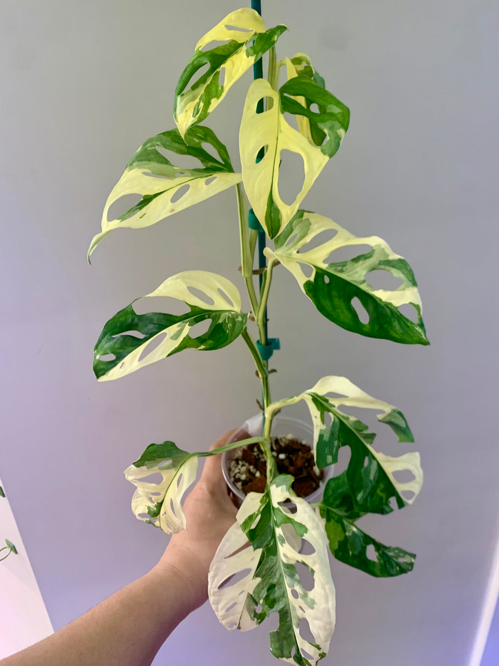 Monstera Adansonii Albo/Tricolor