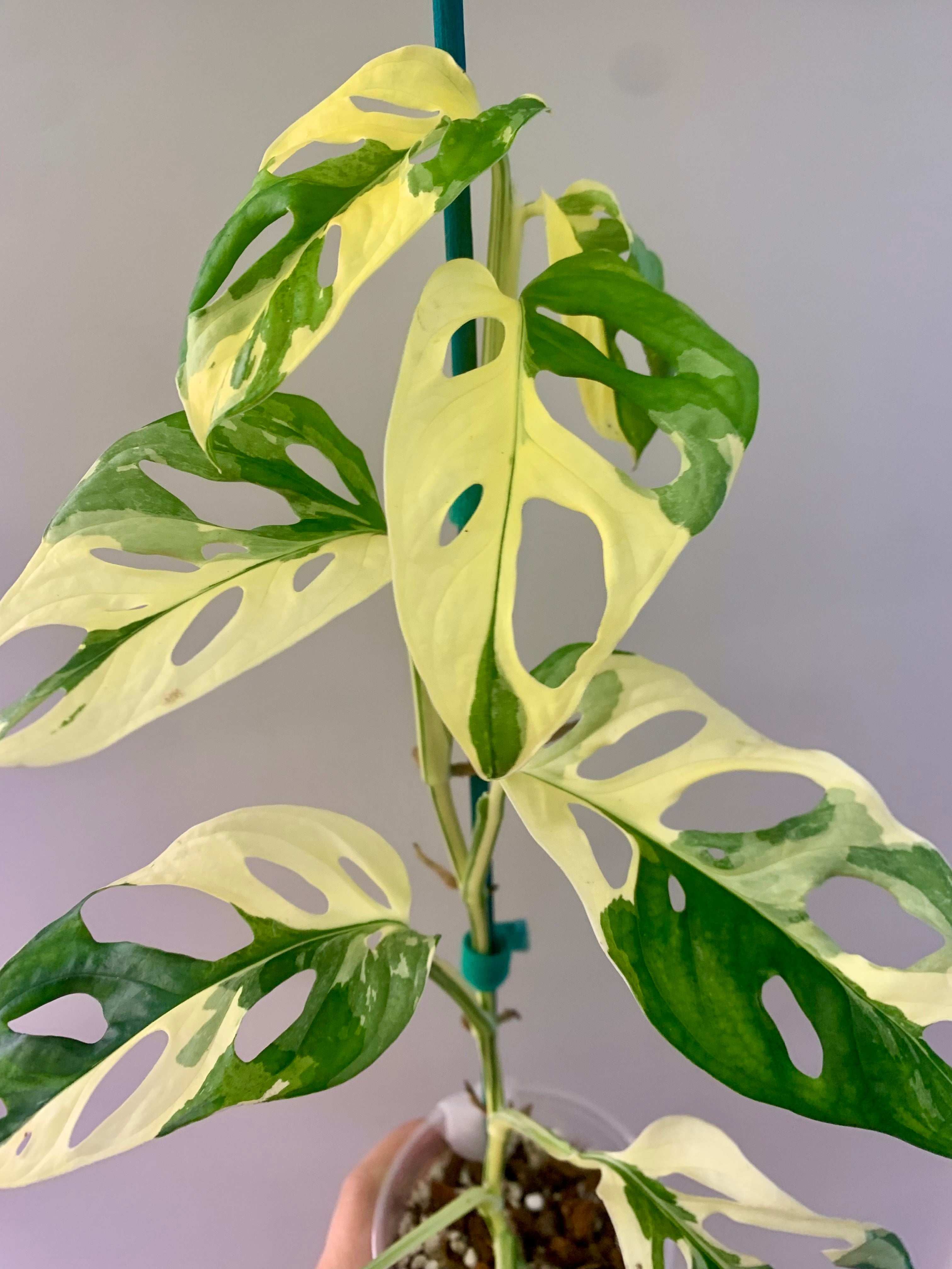 Monstera Adansonii Albo/Tricolor