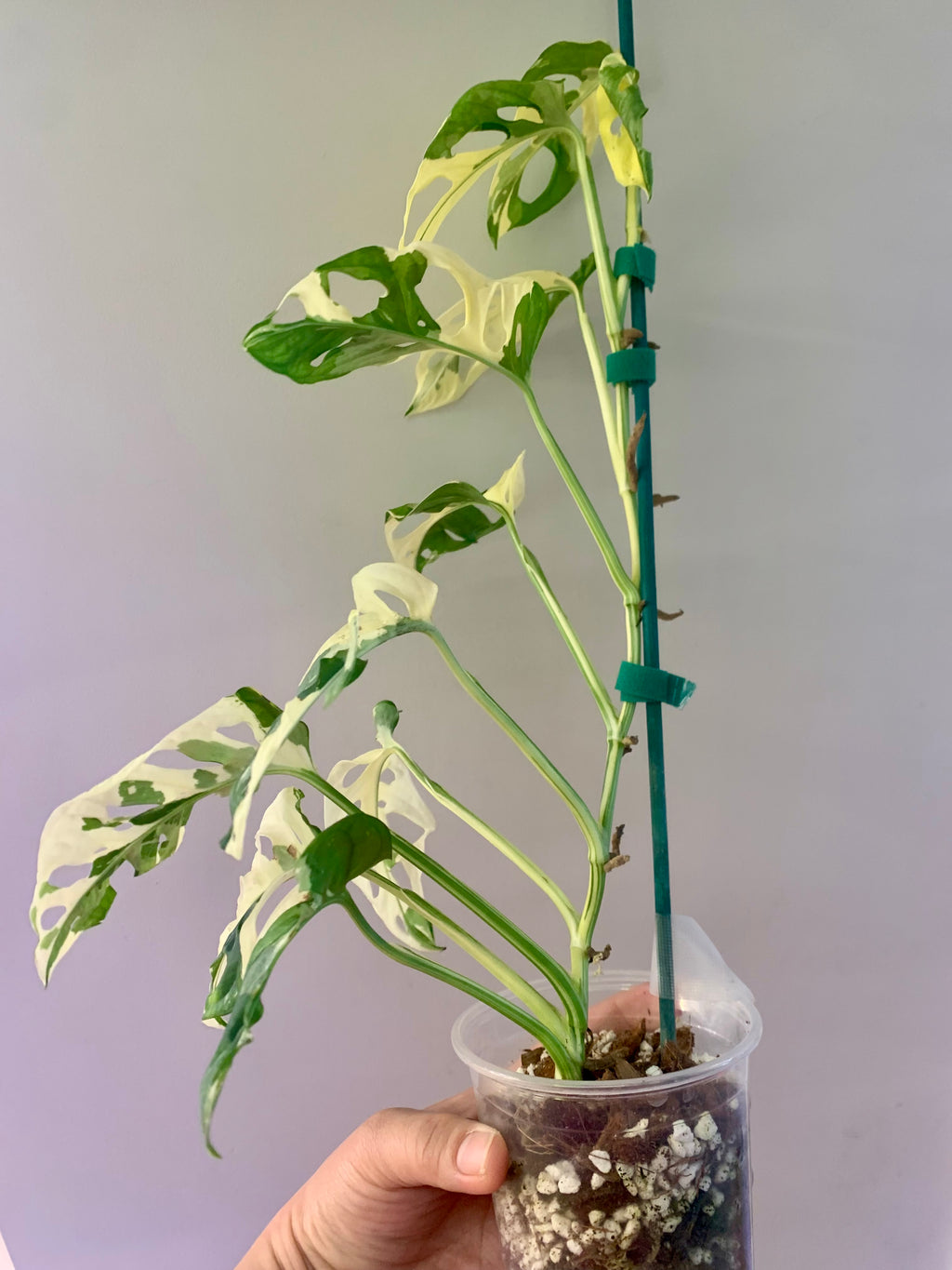 Monstera Adansonii Albo/Tricolor