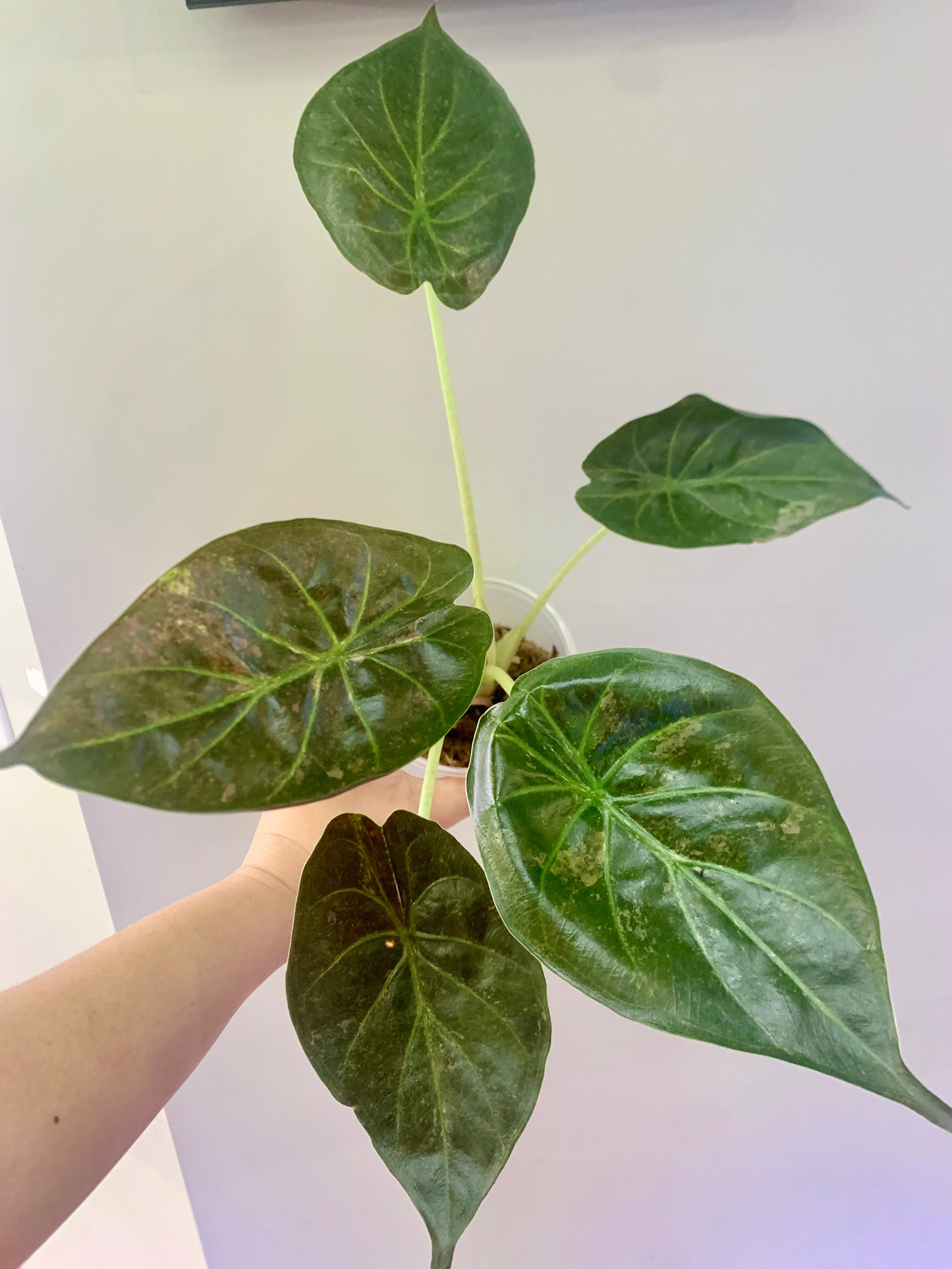 Alocasia Wentii Pink/Silver Splash Variegated #1