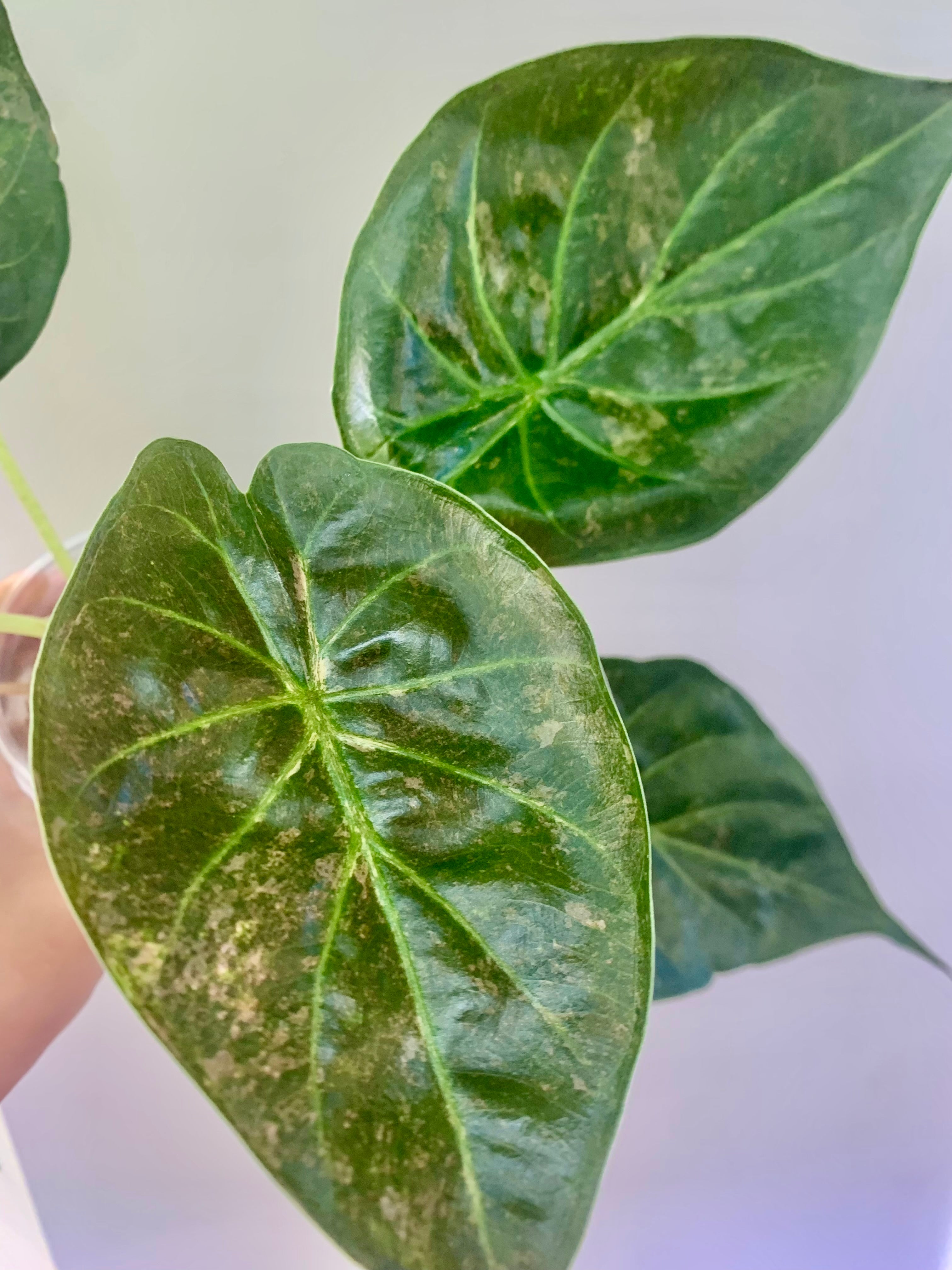 Alocasia Wentii Pink/Silver Splash Variegated #1