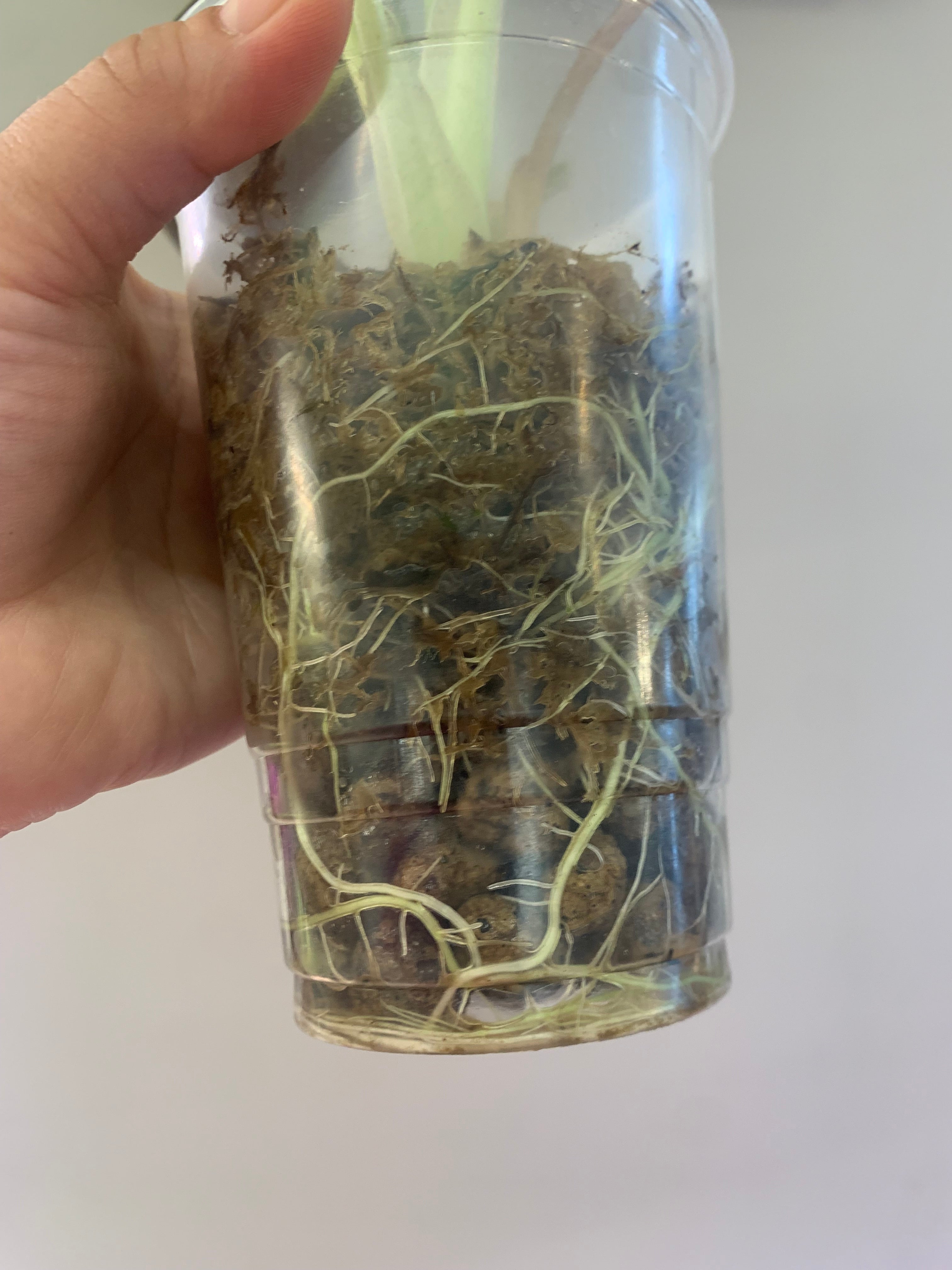 Alocasia Wentii Pink/Silver Splash Variegated #1