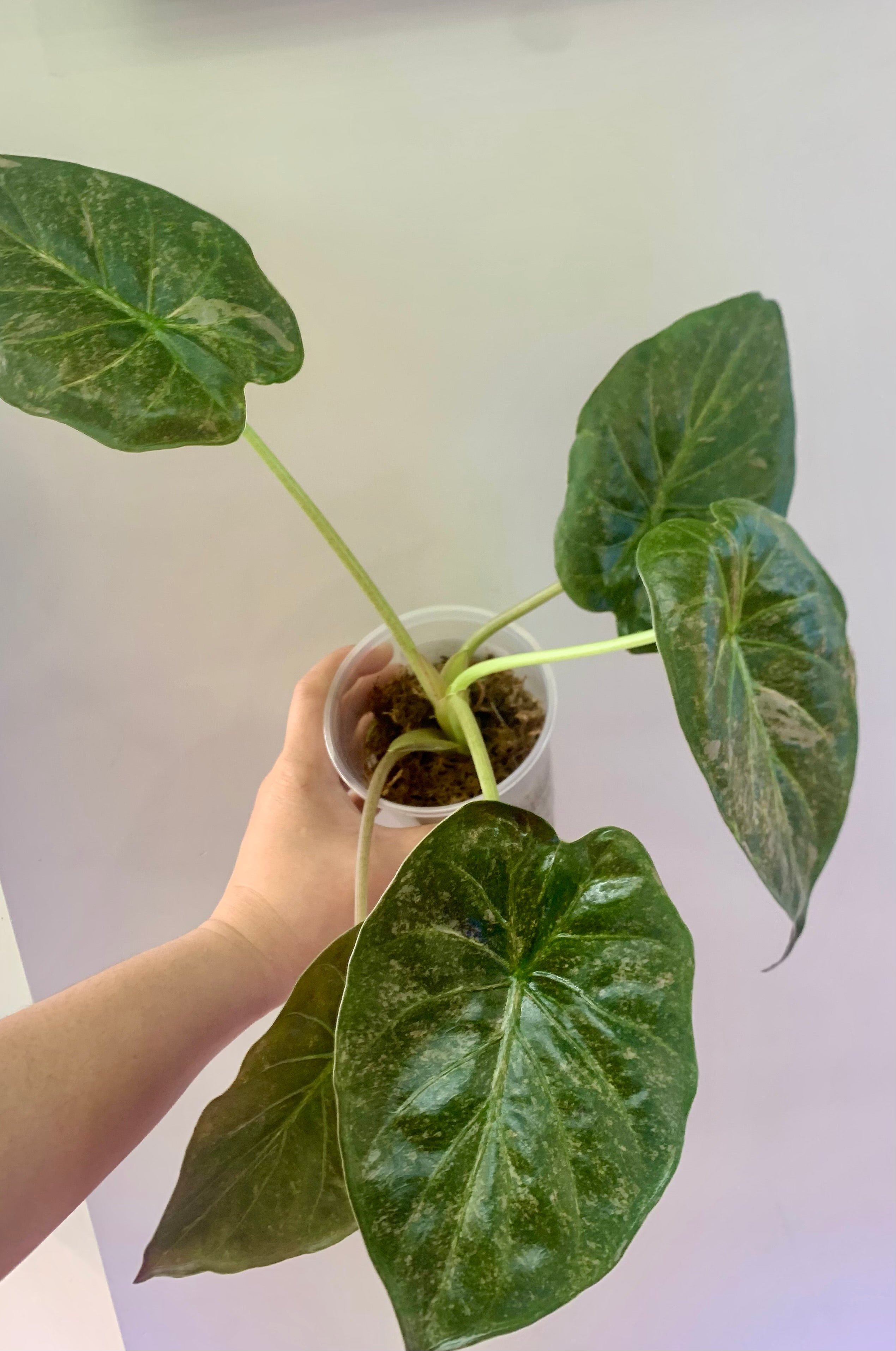 Alocasia Wentii Pink/Silver Splash Variegated #2