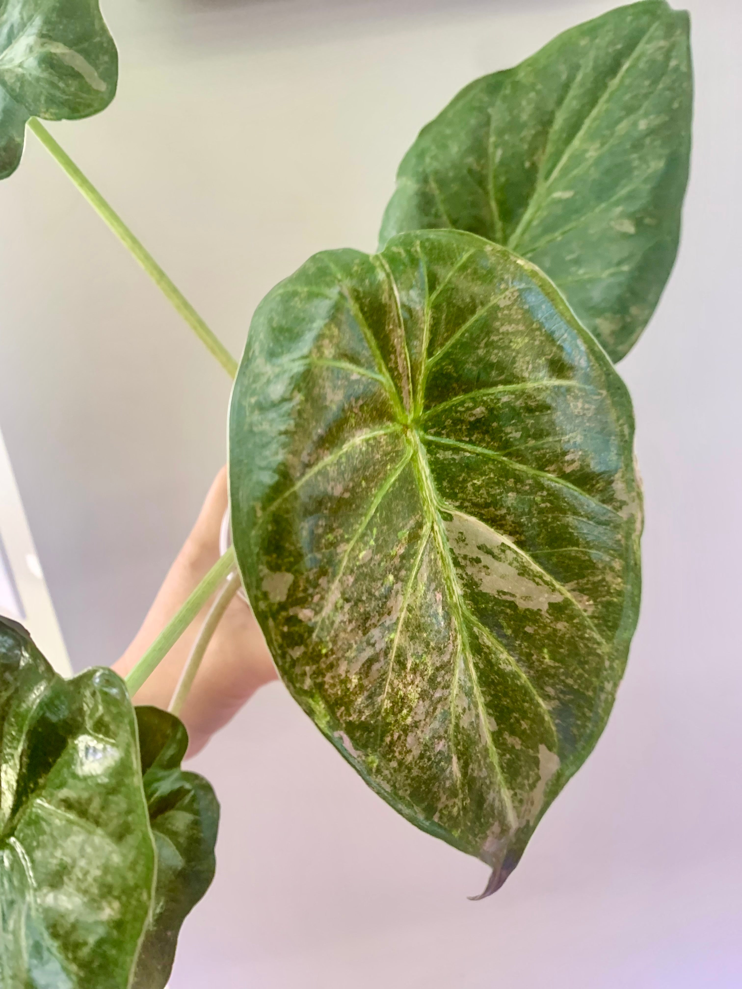 Alocasia Wentii Pink/Silver Splash Variegated #2