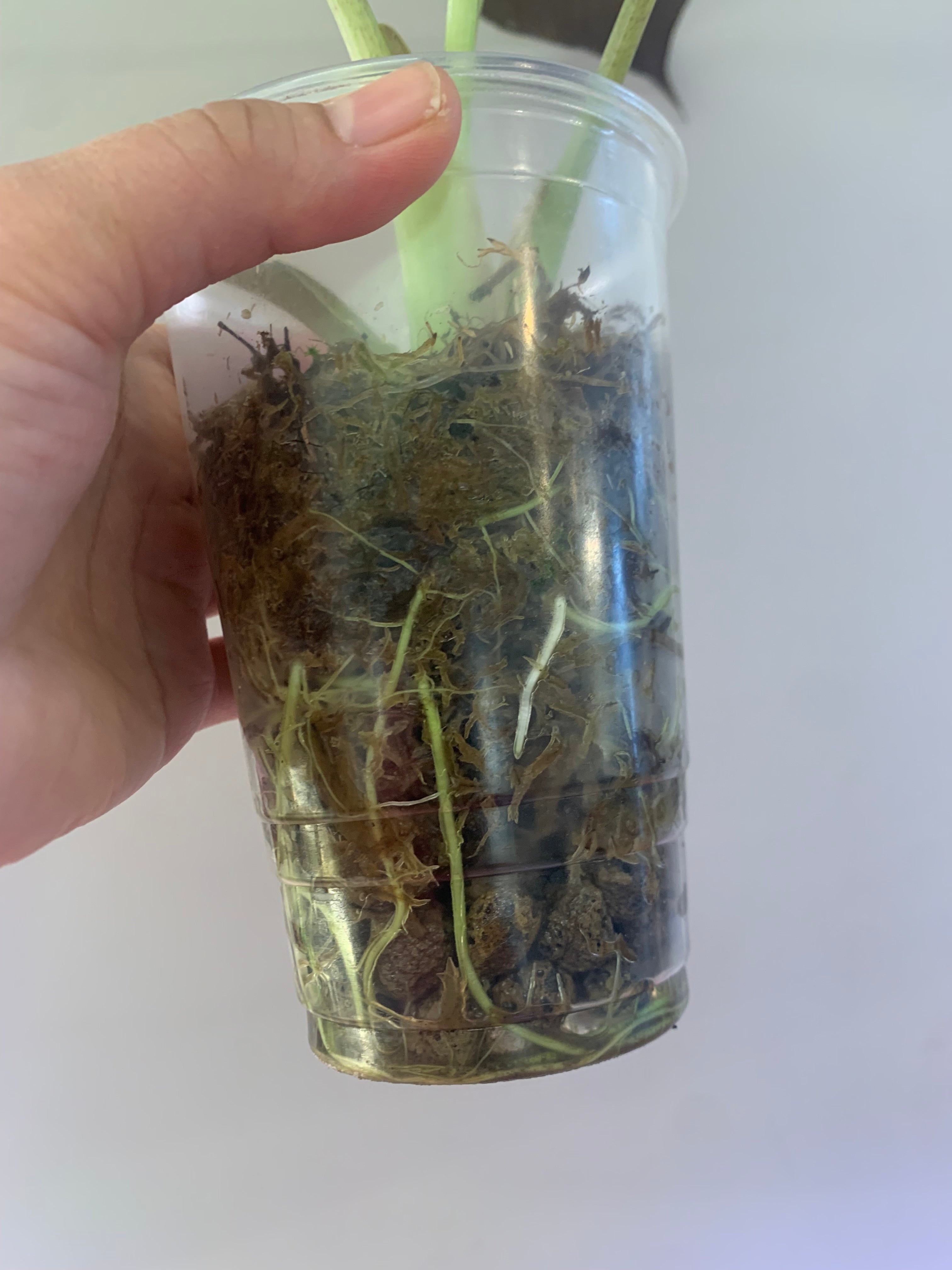 Alocasia Wentii Pink/Silver Splash Variegated #2