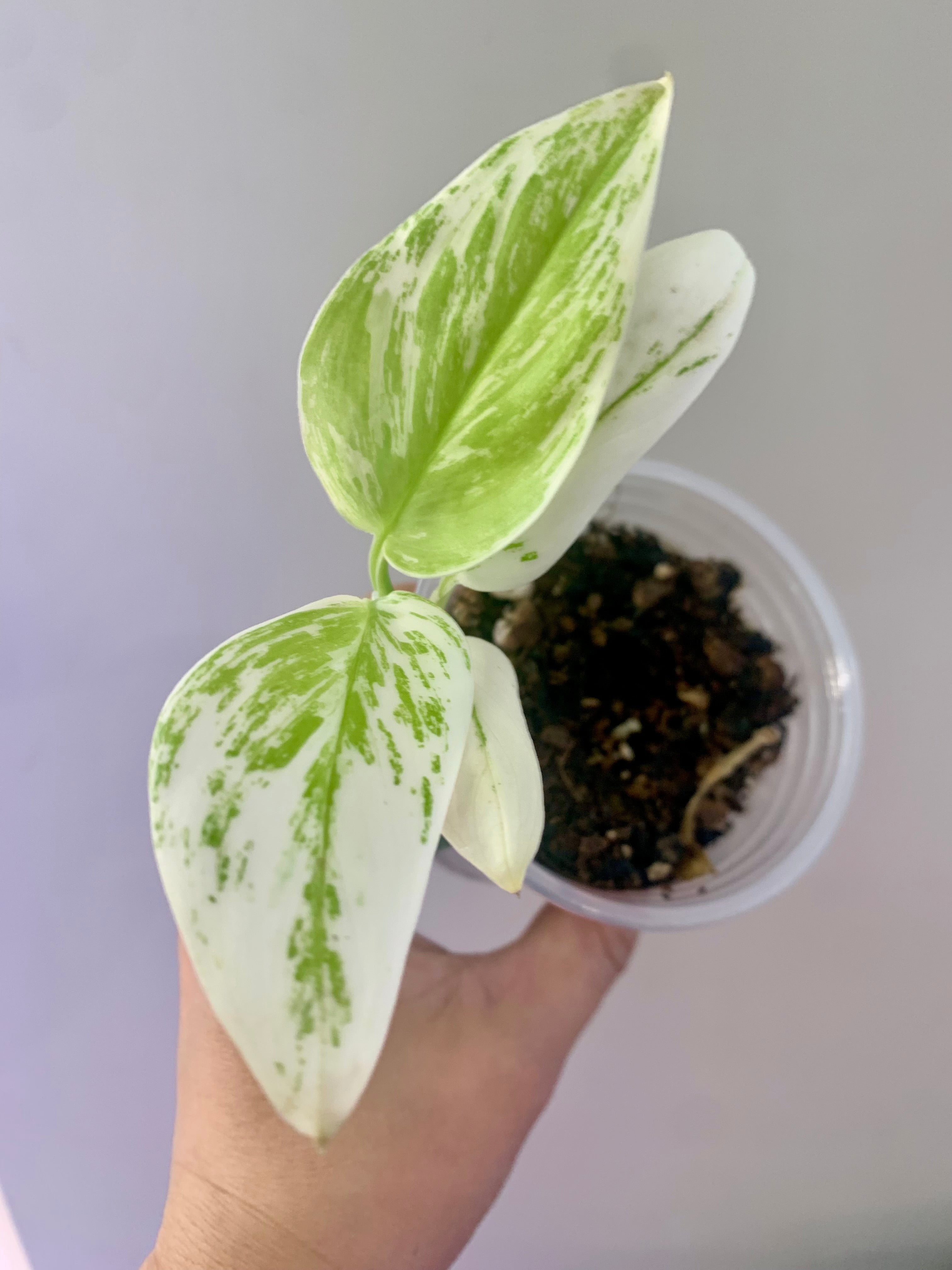 Scindapsus Moonlight Albo #1