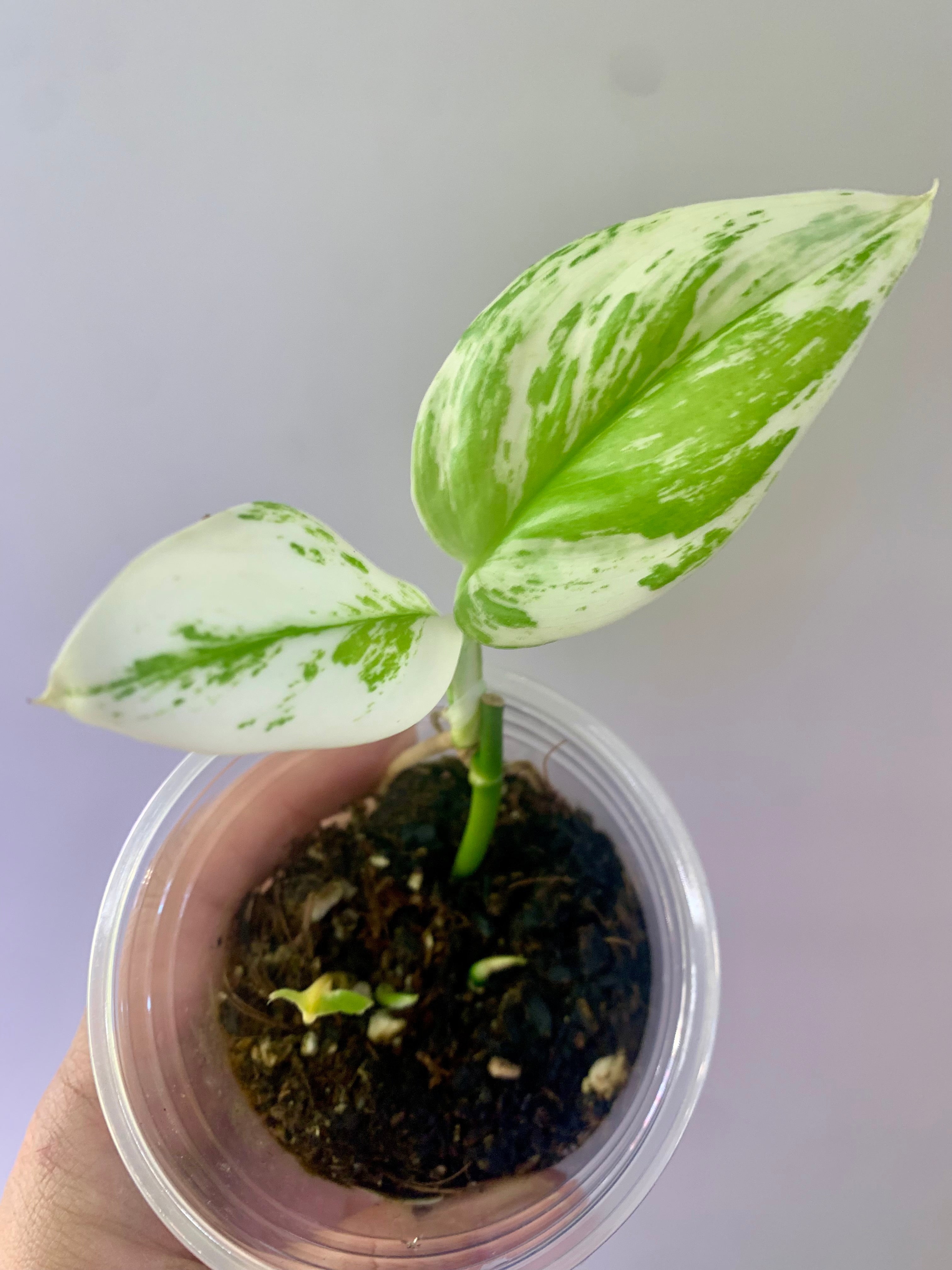 Scindapsus Moonlight Albo #5