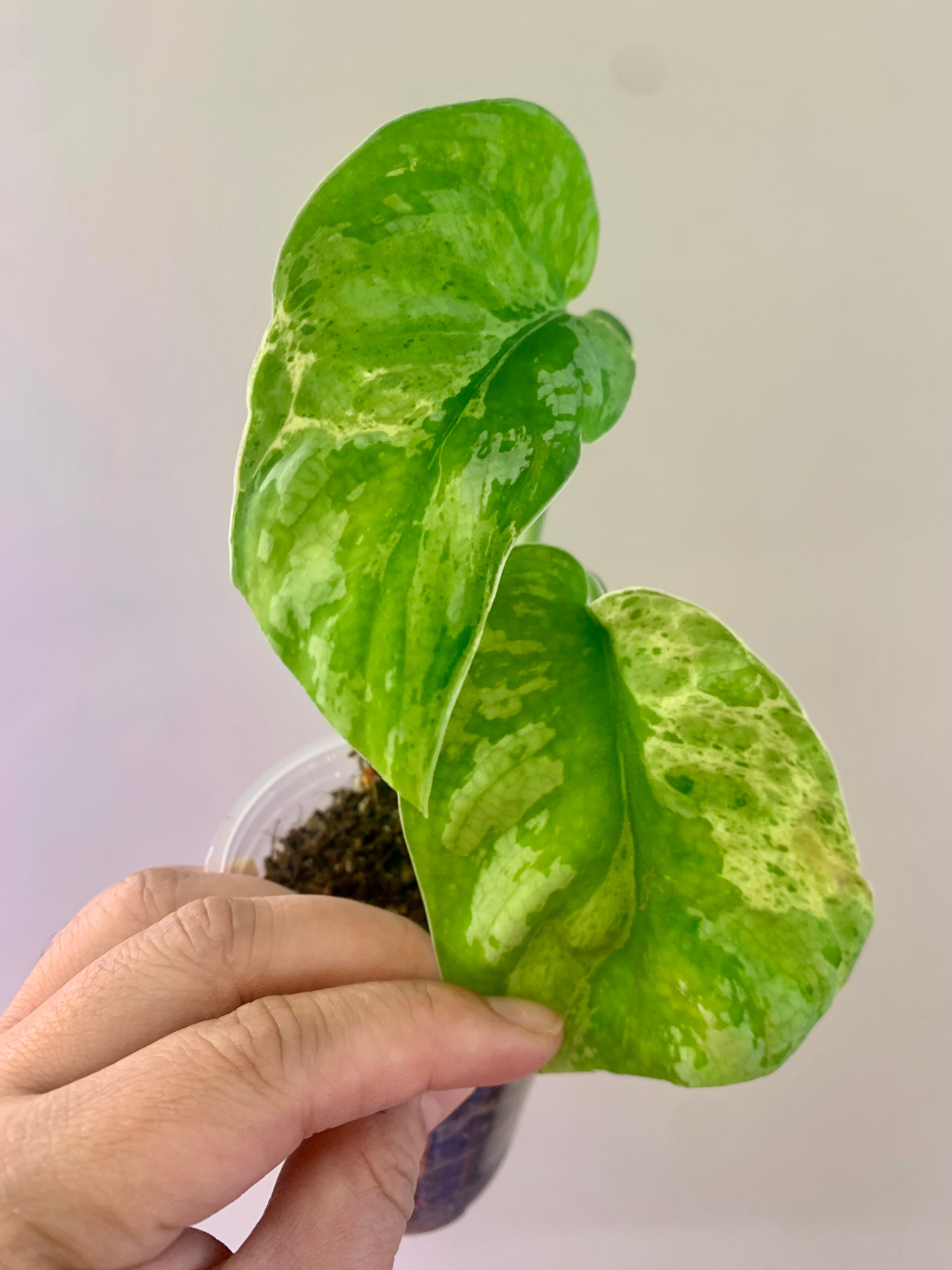 Scindapsus Mejile #1