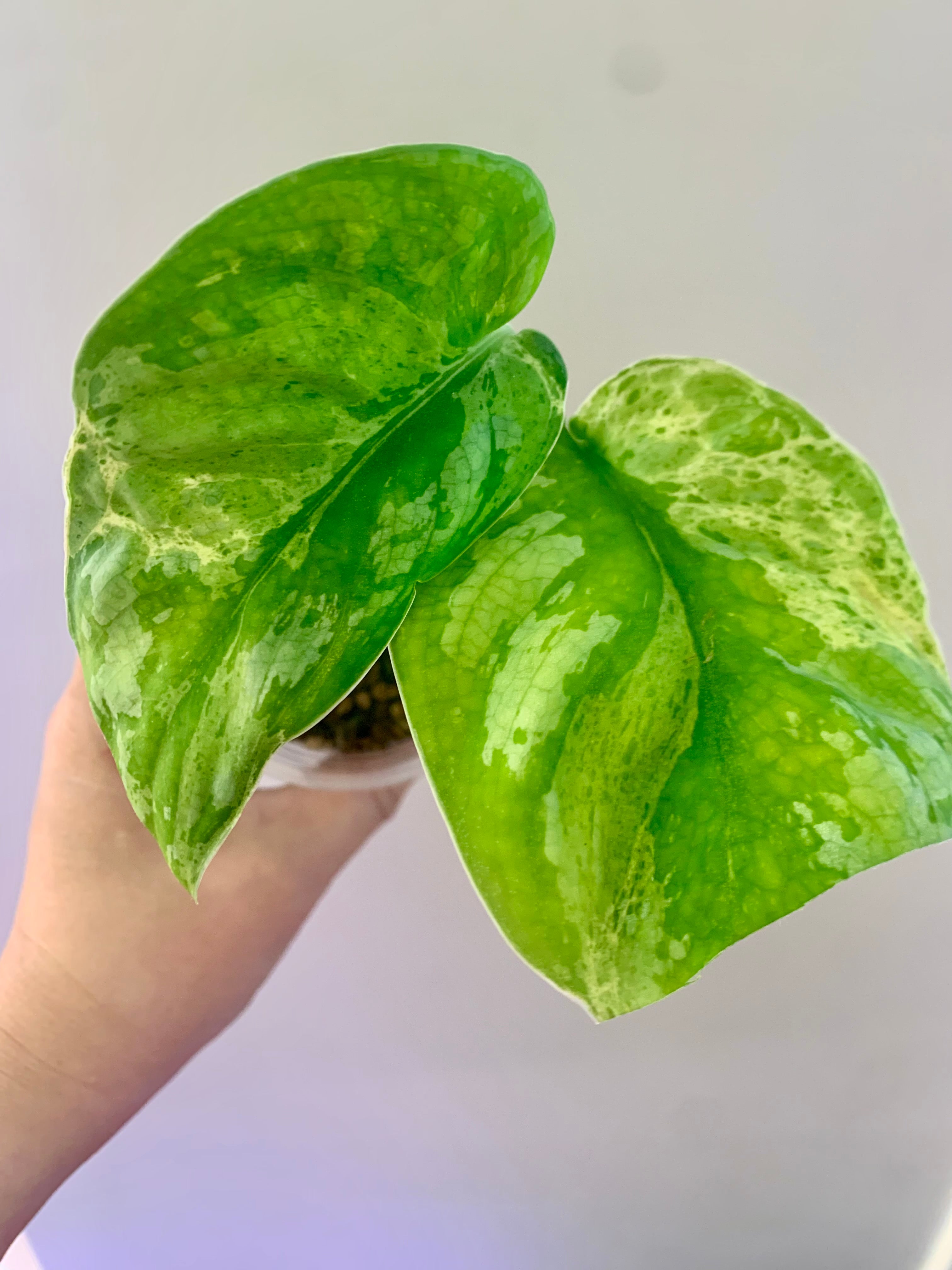 Scindapsus Mejile #1