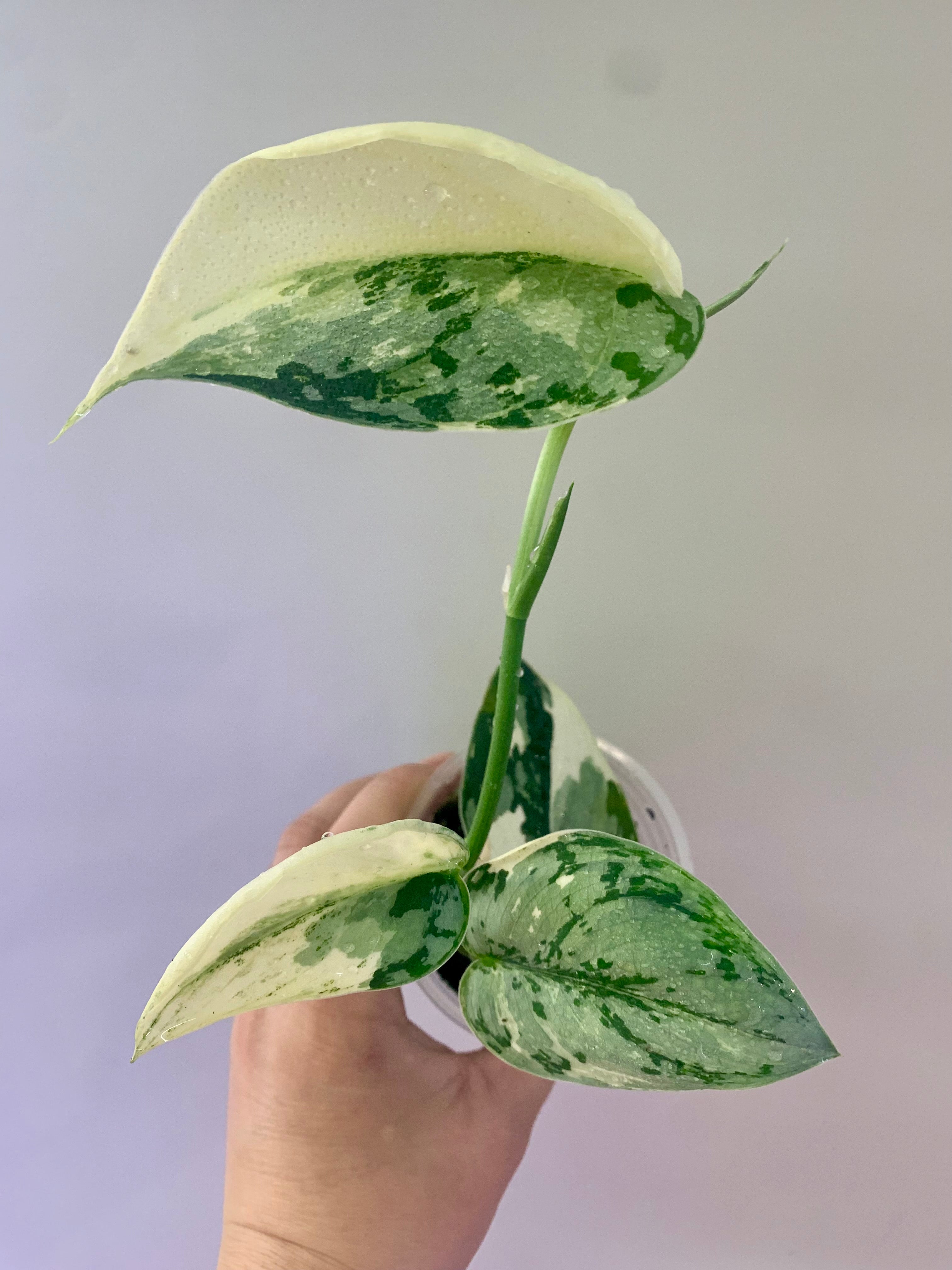 Scindapsus Mariposa #2