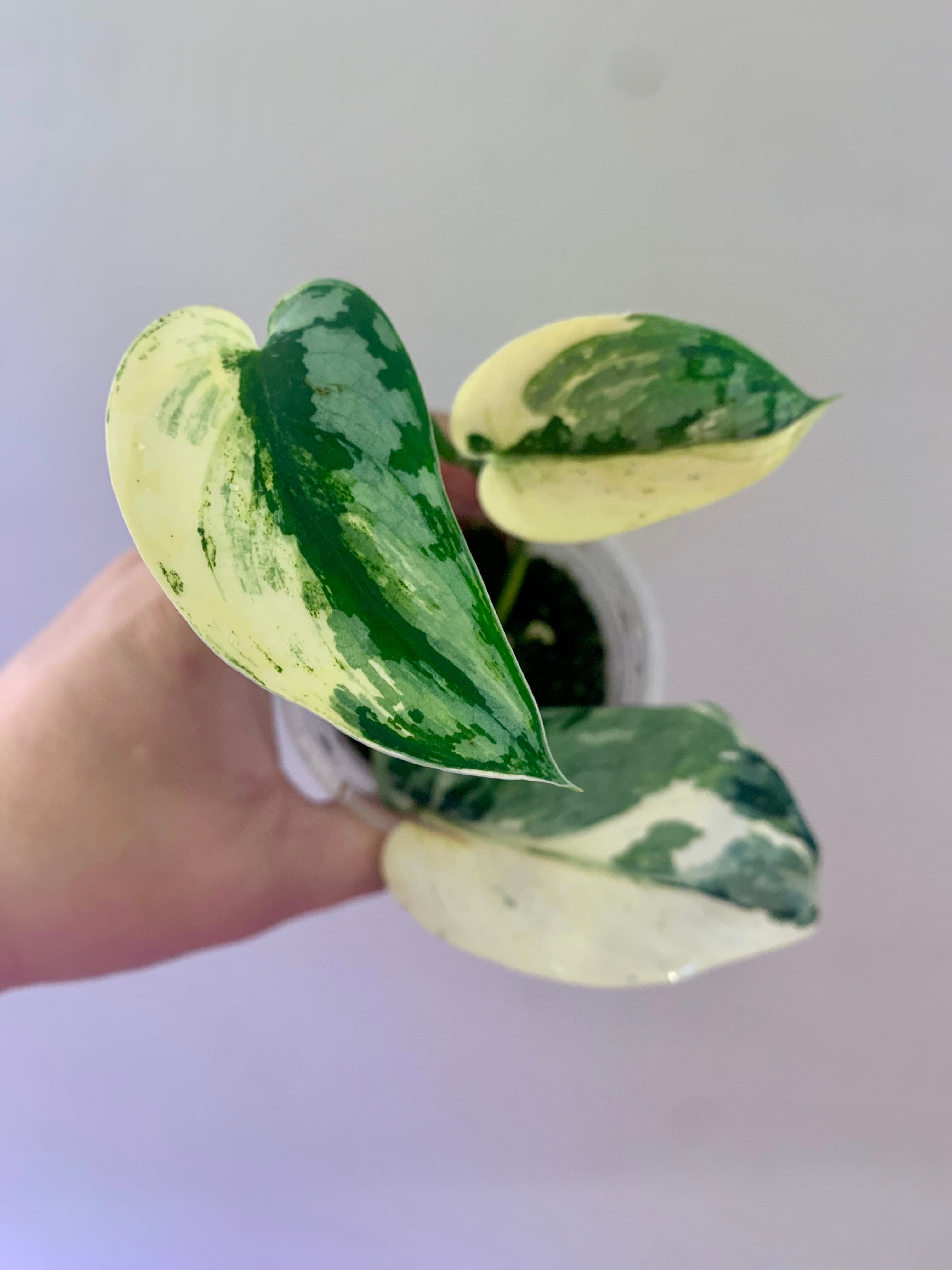 Scindapsus Mariposa #5