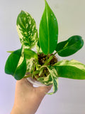 Philodendron Emerald Ice Aurea #4