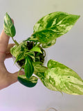 Philodendron Emerald Ice Aurea #6