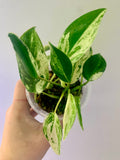 Philodendron Emerald Ice Aurea #7