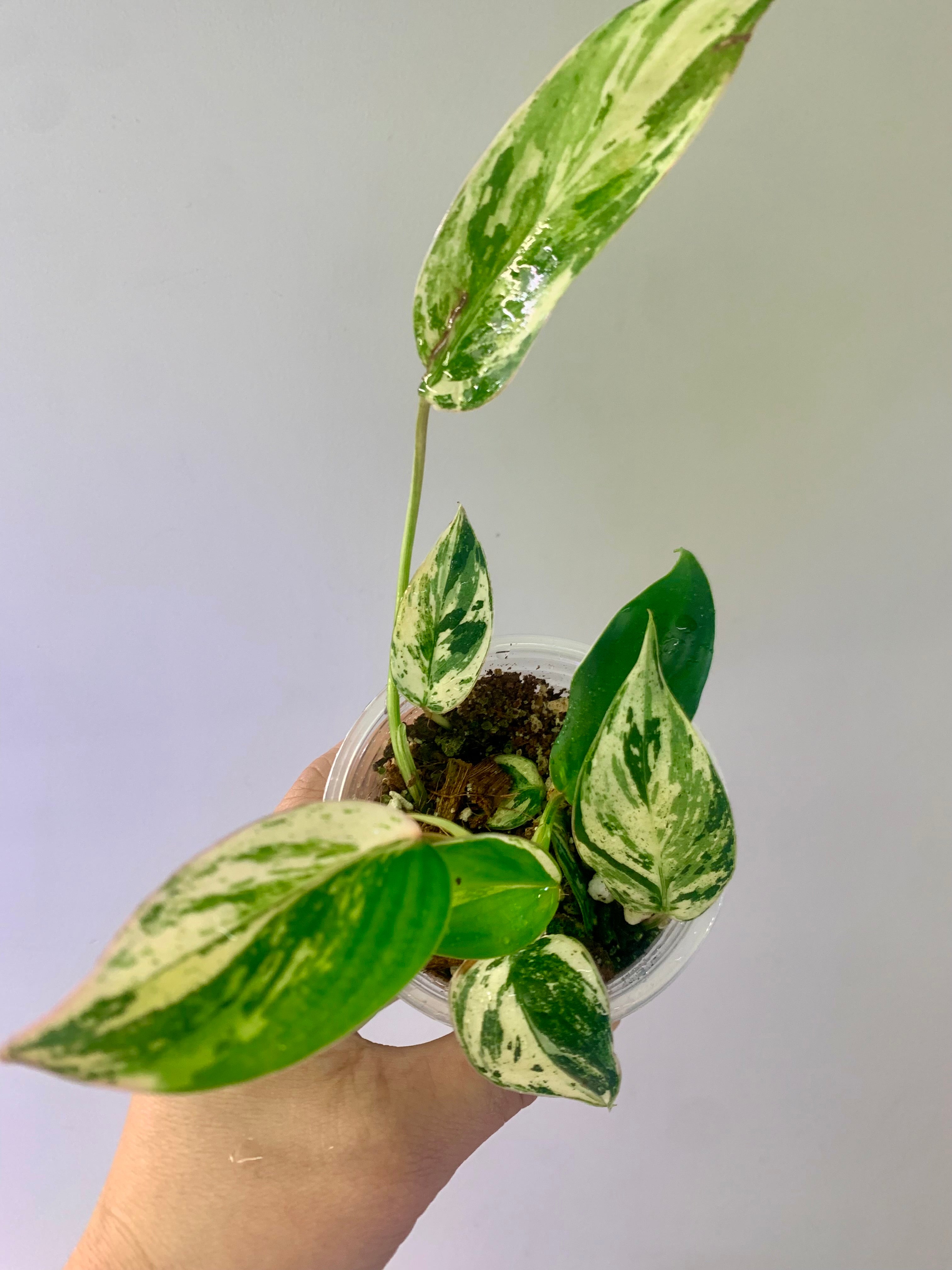 Philodendron Emerald Ice Aurea #8
