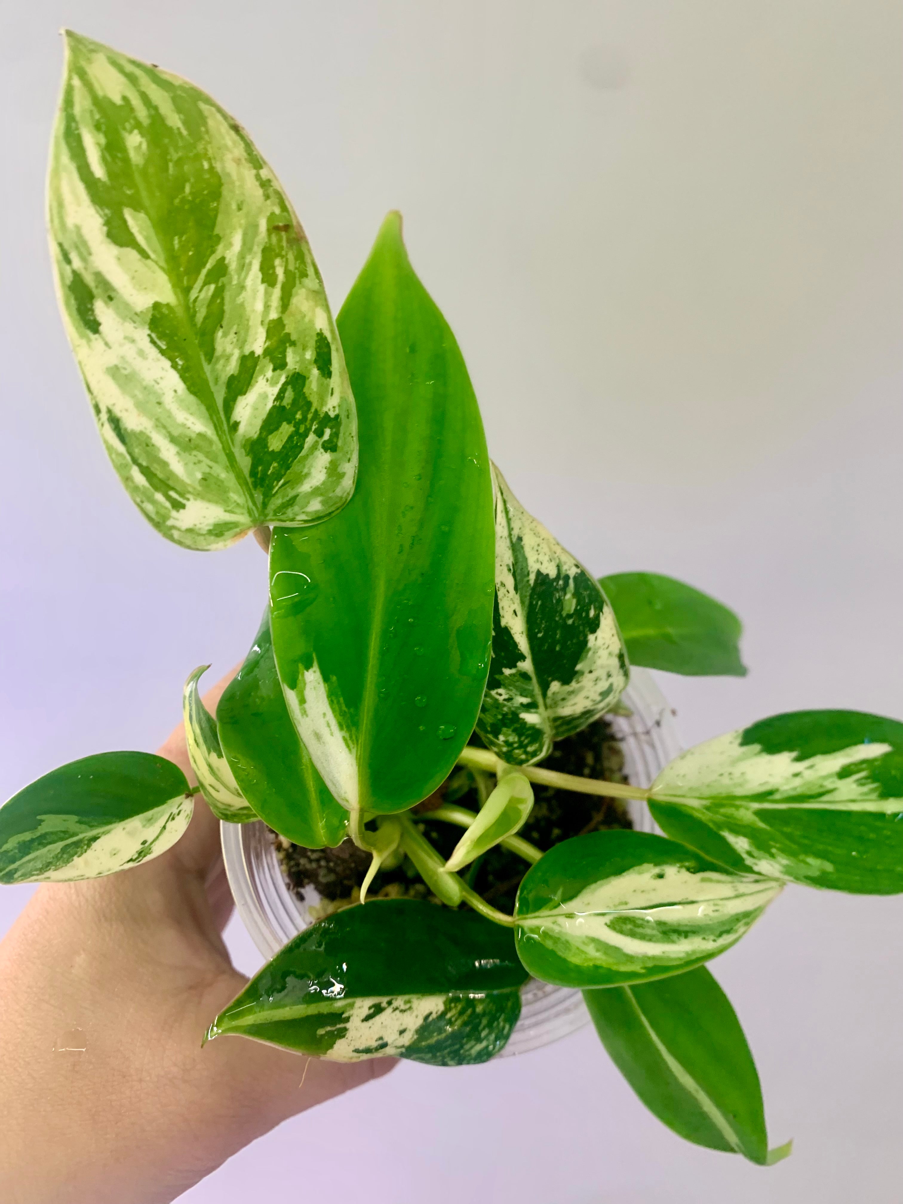 Philodendron Emerald Ice Aurea #10
