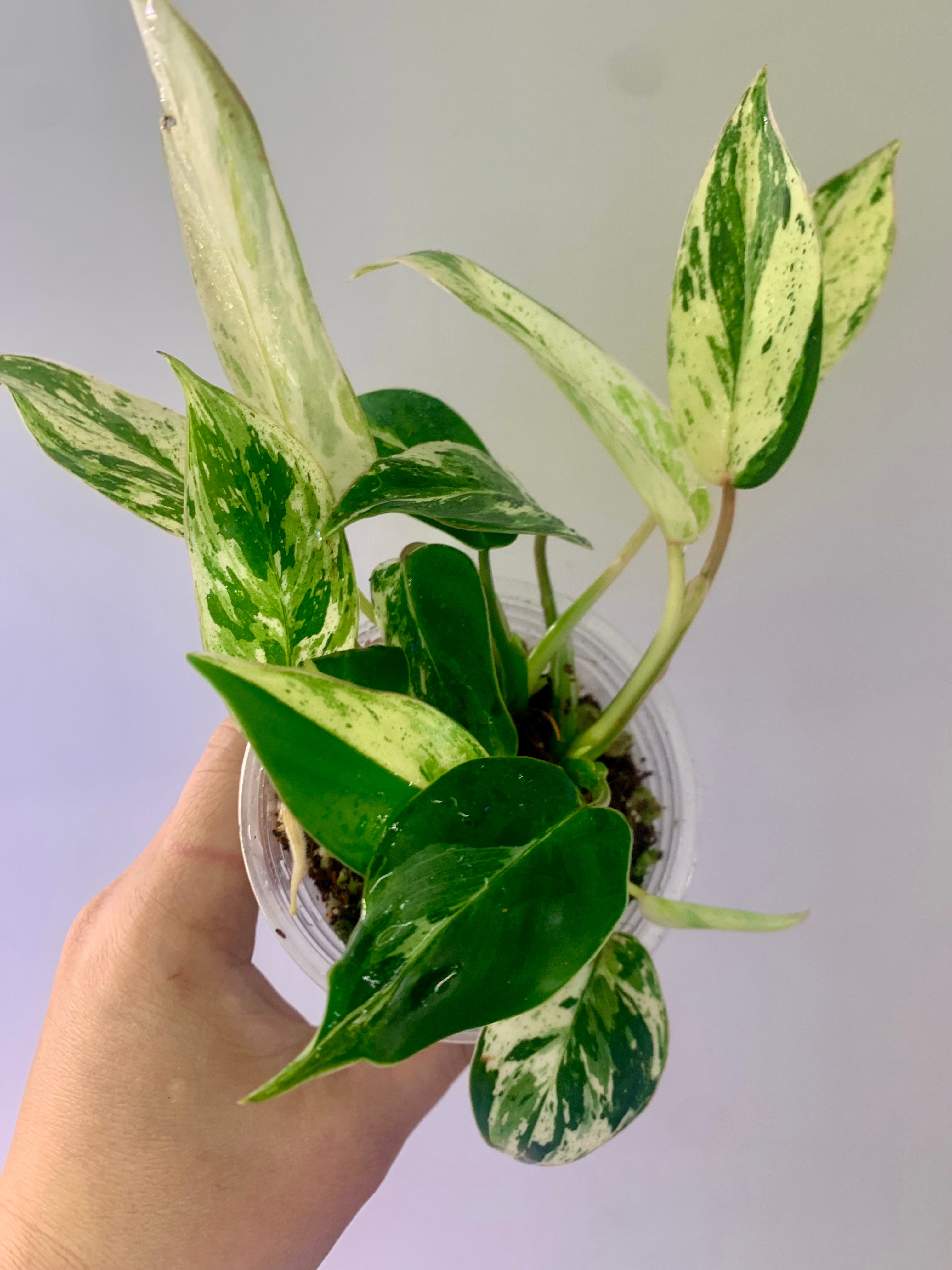 Philodendron Emerald Ice Aurea #11