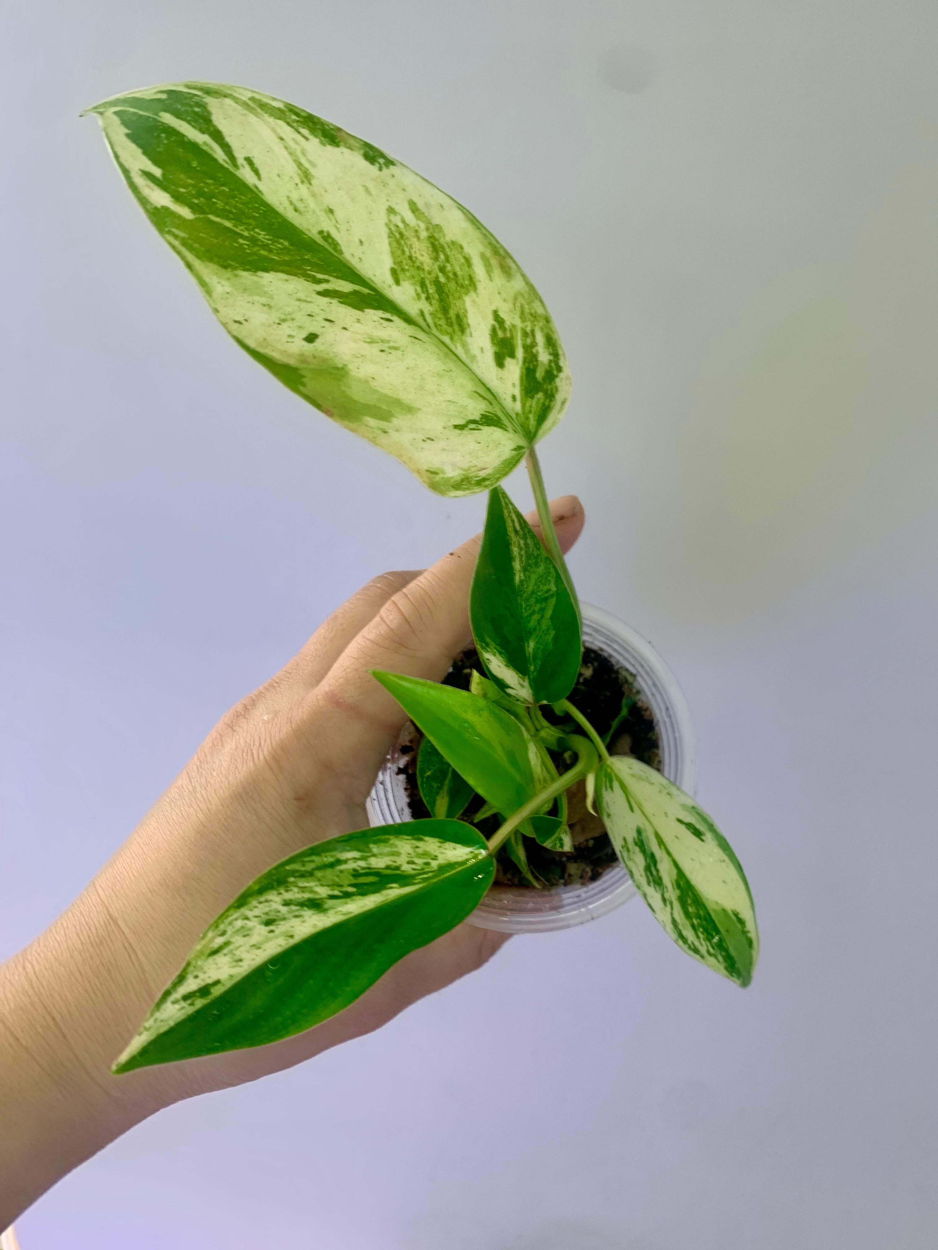 Philodendron Emerald Ice Aurea #16