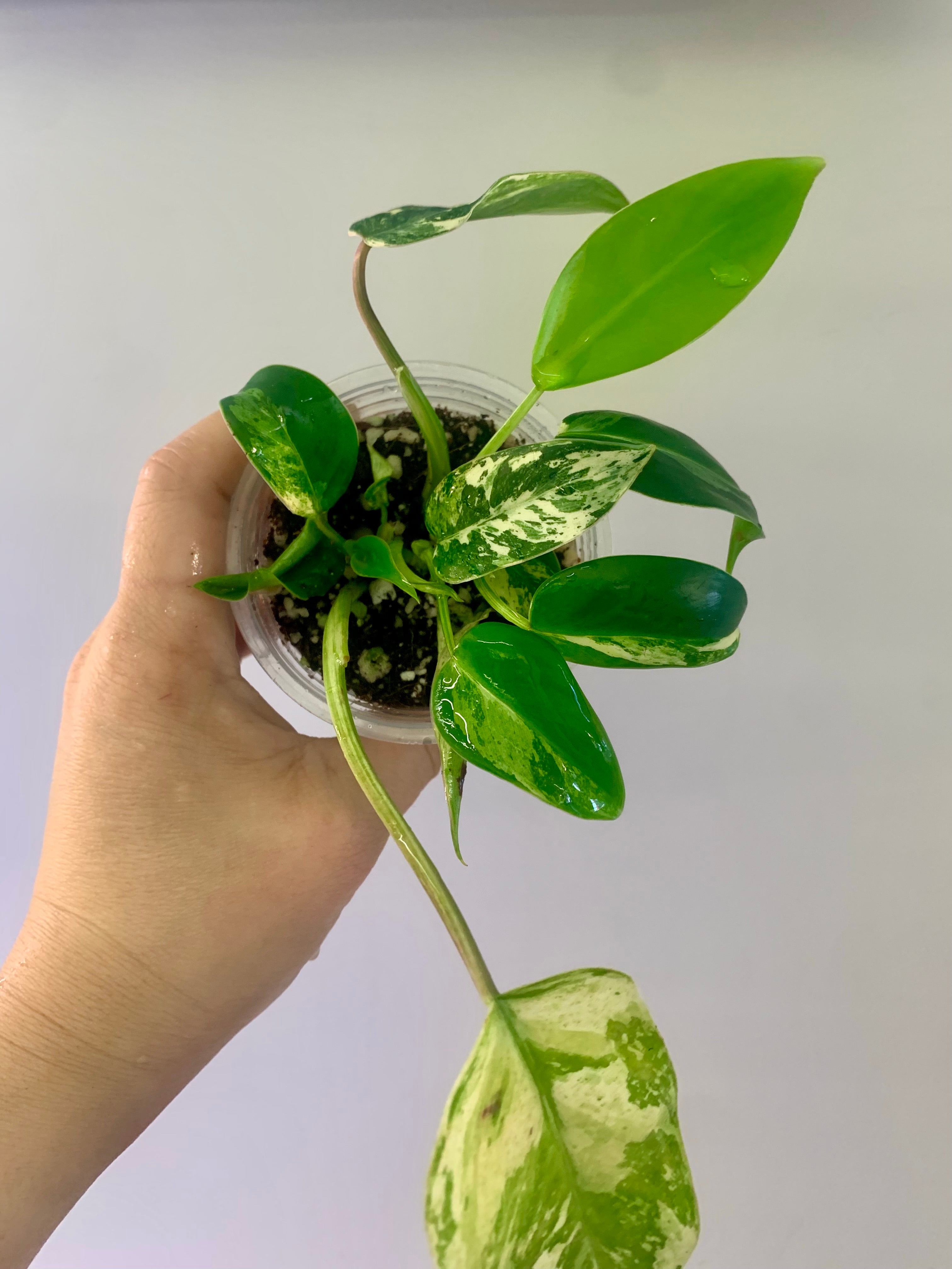 Philodendron Emerald Ice Aurea #24