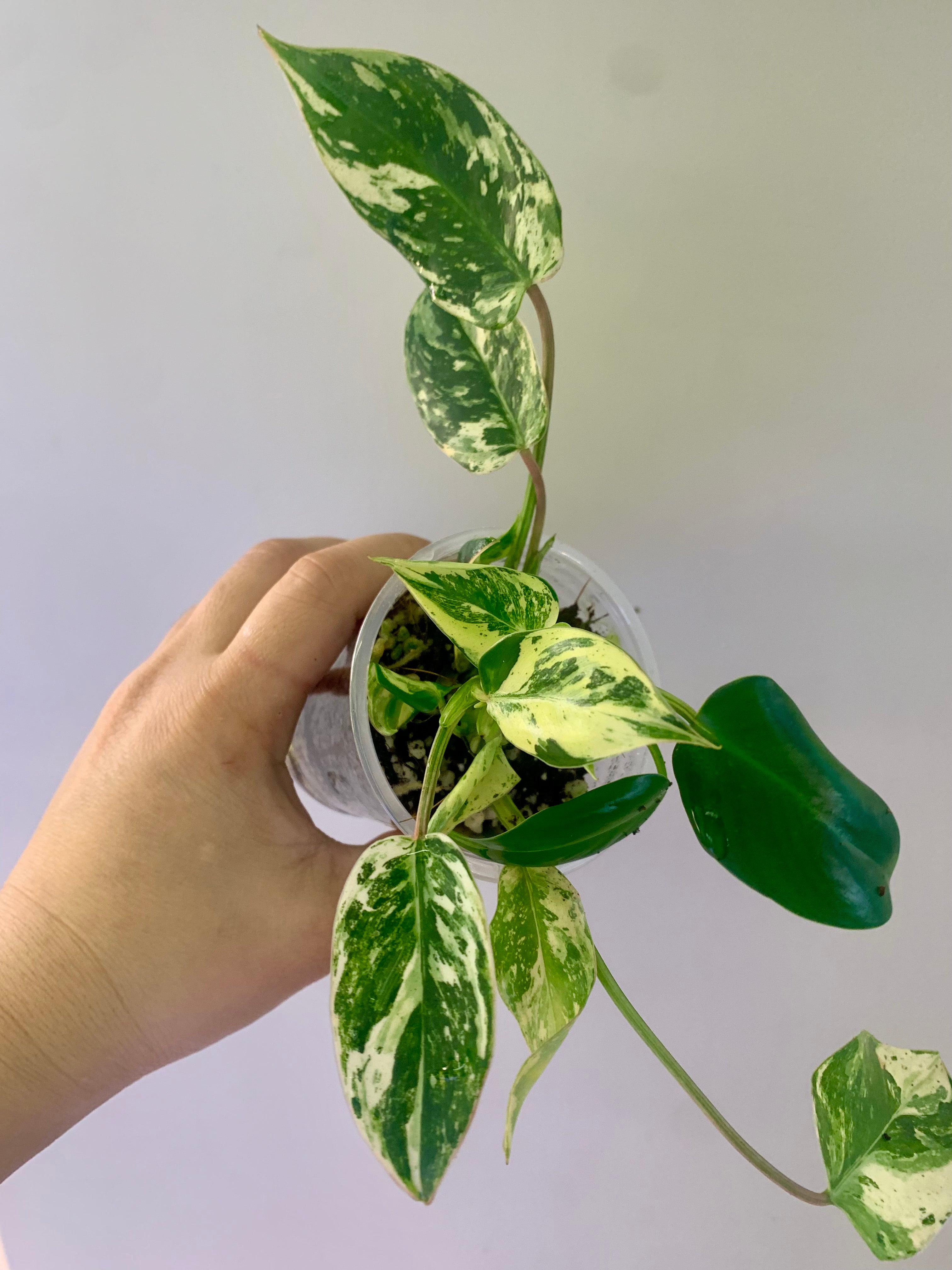 Philodendron Emerald Ice Aurea #25