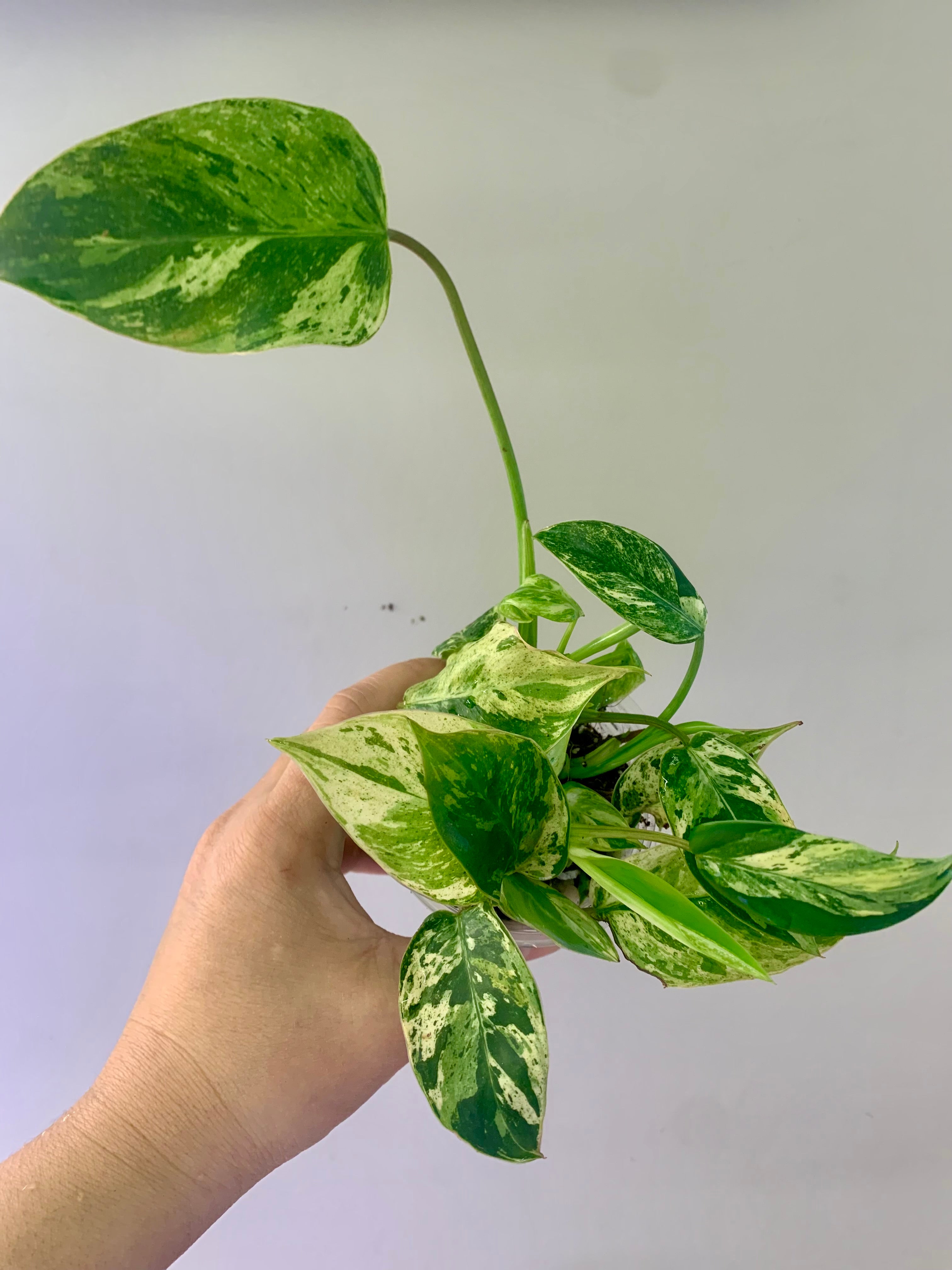 Philodendron Emerald Ice Aurea #26