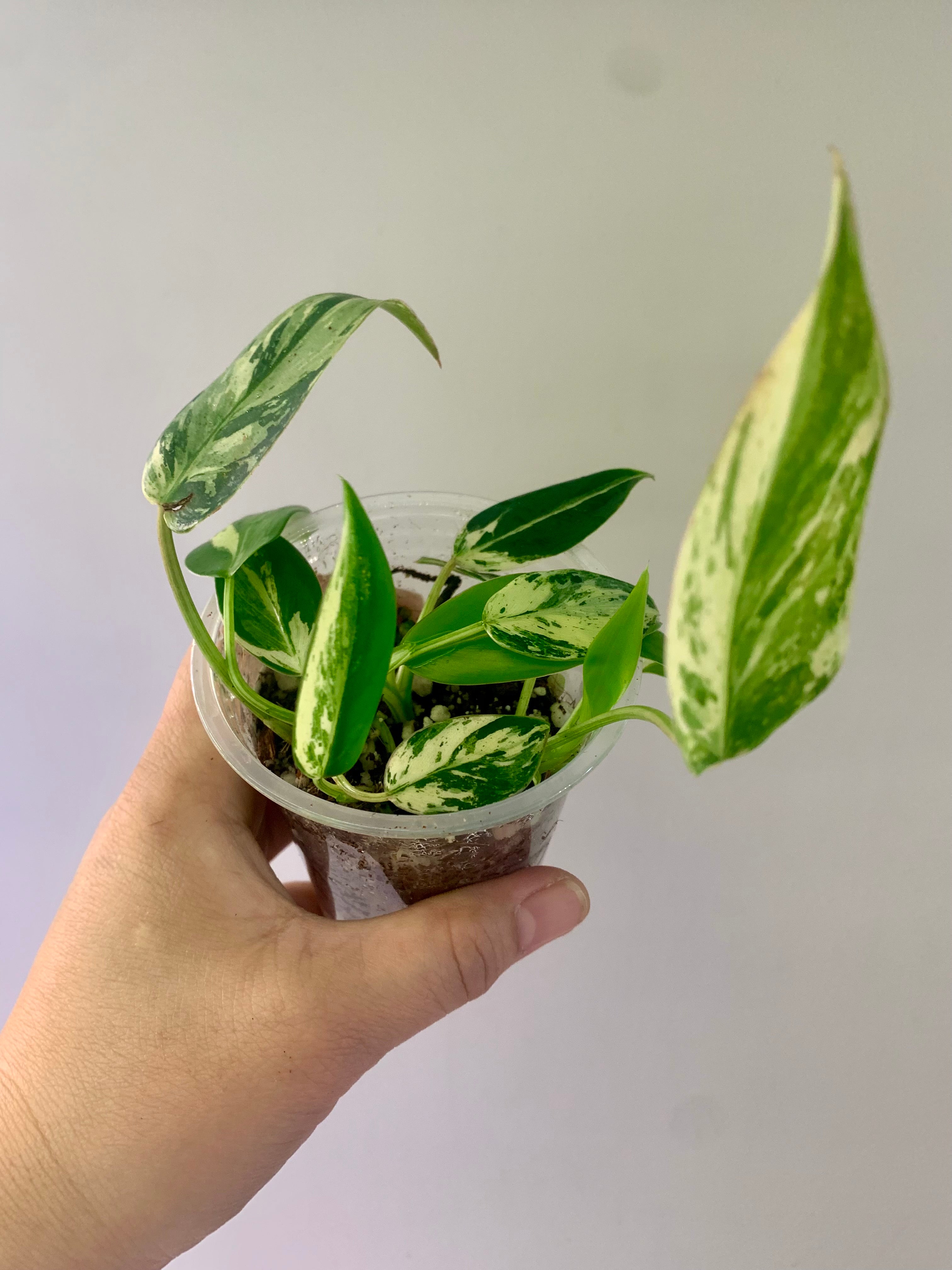 Philodendron Emerald Ice Aurea #27