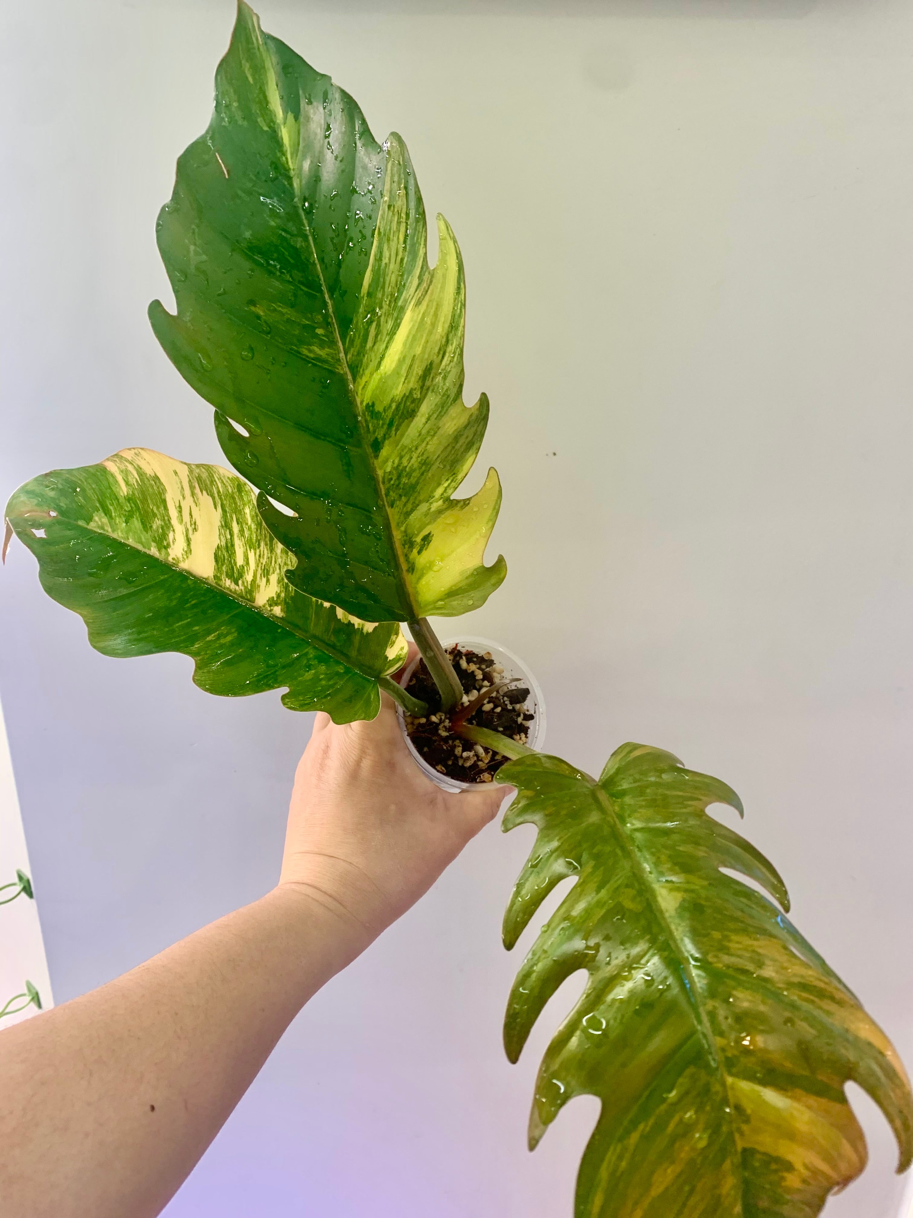 Philodendron Caramel Marble Variegated (Big leaves!) with FREE Scindapsus Creme Brulee #5