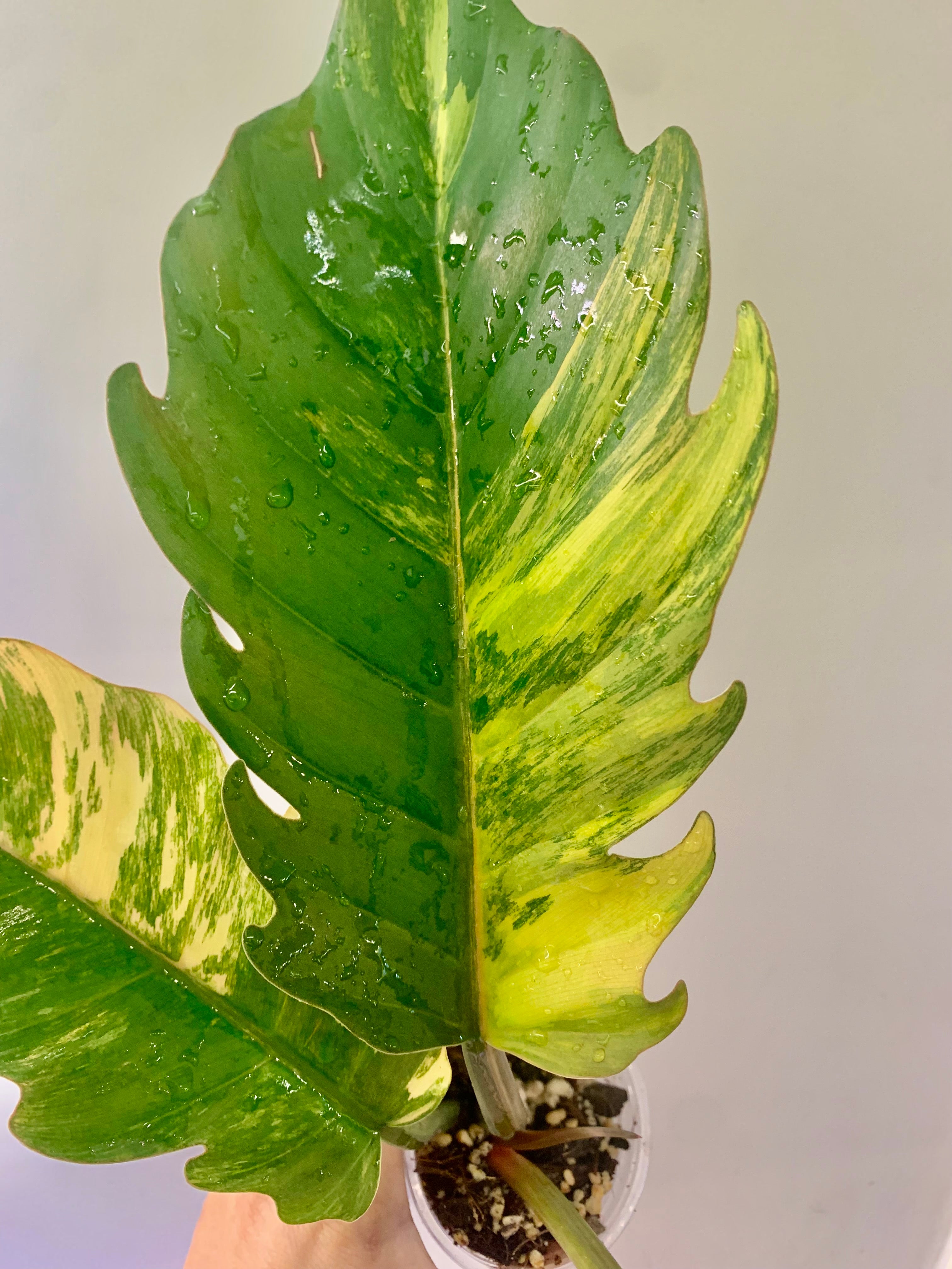 Philodendron Caramel Marble Variegated (Big leaves!) with FREE Scindapsus Creme Brulee #5