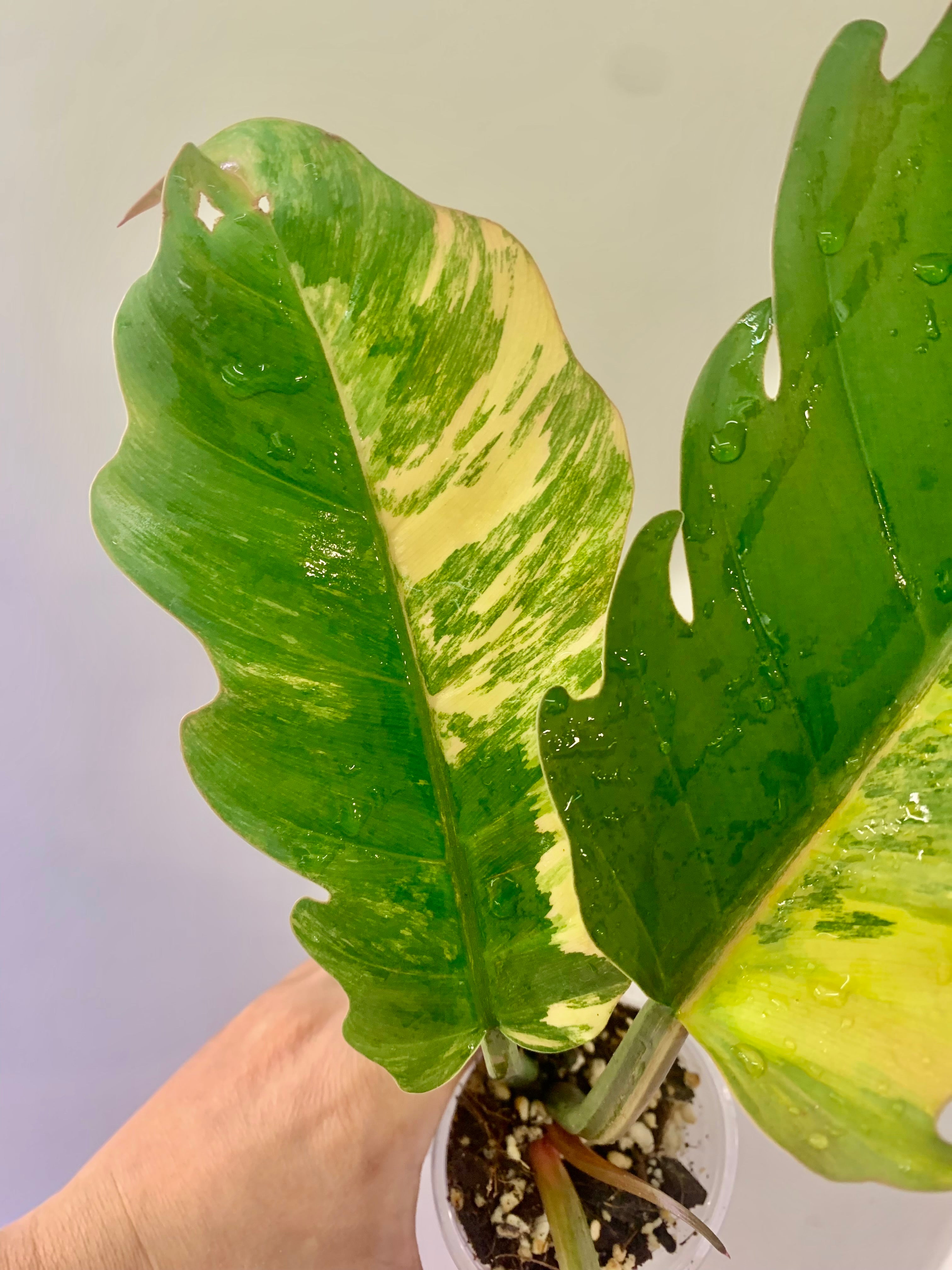 Philodendron Caramel Marble Variegated (Big leaves!) with FREE Scindapsus Creme Brulee #5
