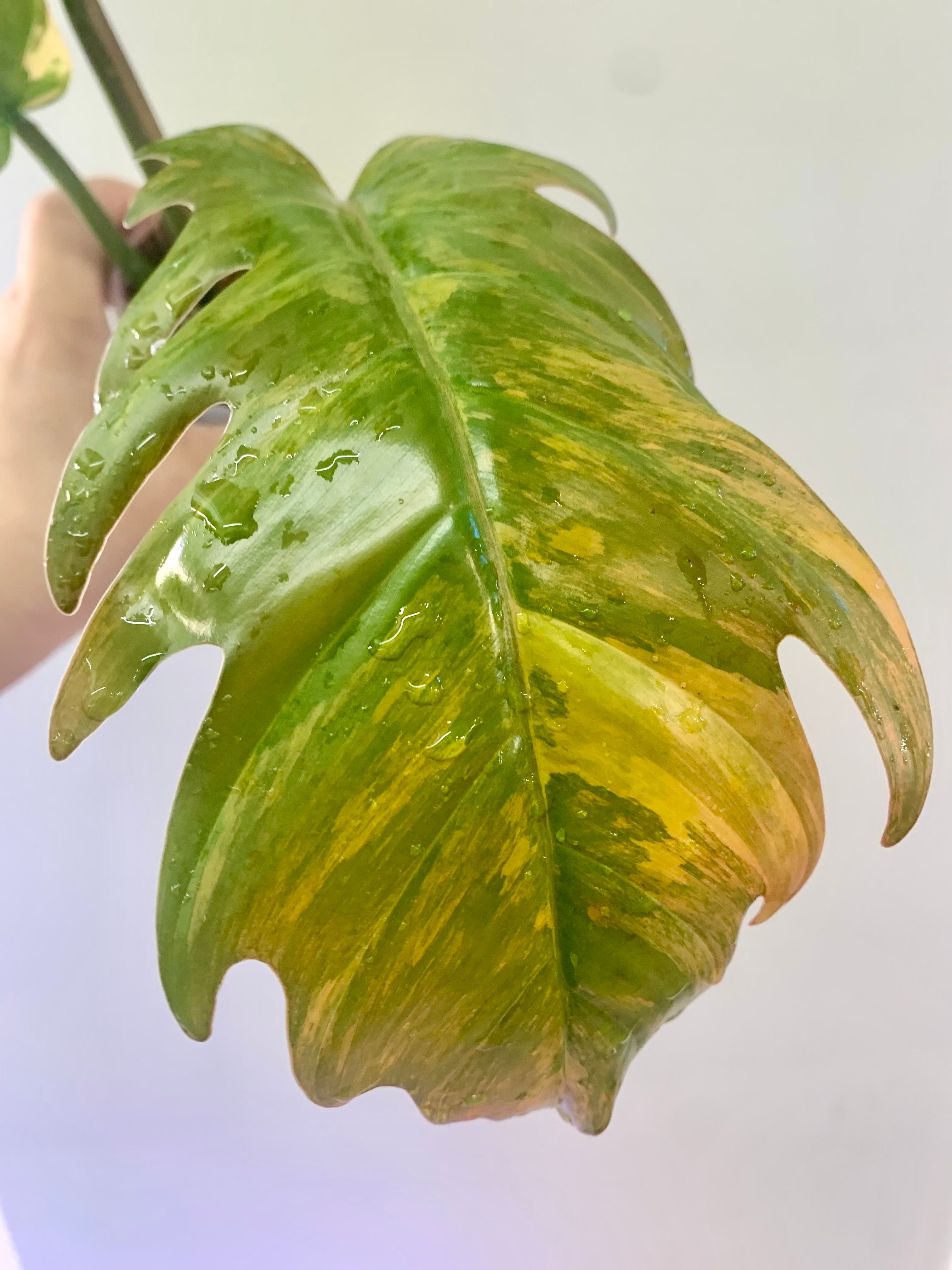 Philodendron Caramel Marble Variegated (Big leaves!) with FREE Scindapsus Creme Brulee #5