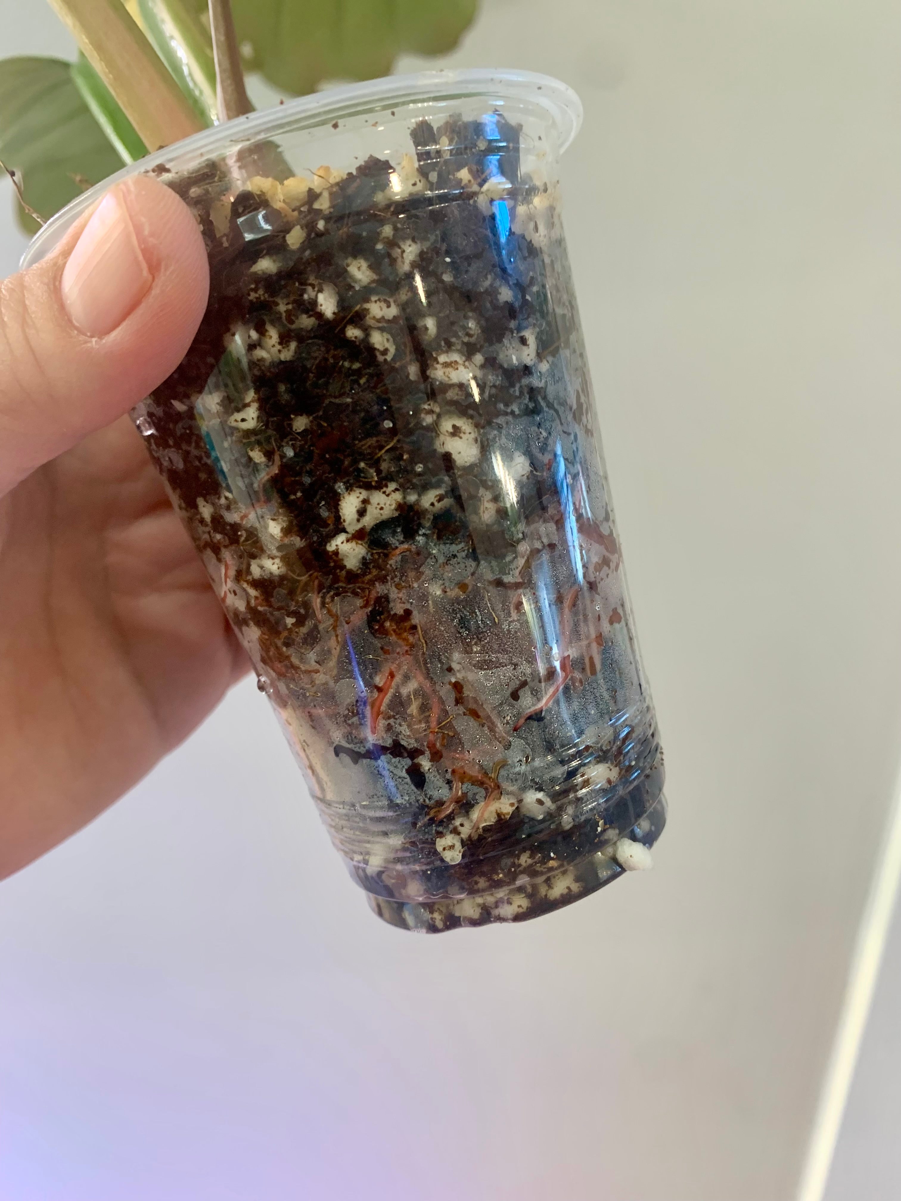 Philodendron Caramel Marble Variegated (Big leaves!) with FREE Scindapsus Creme Brulee #5