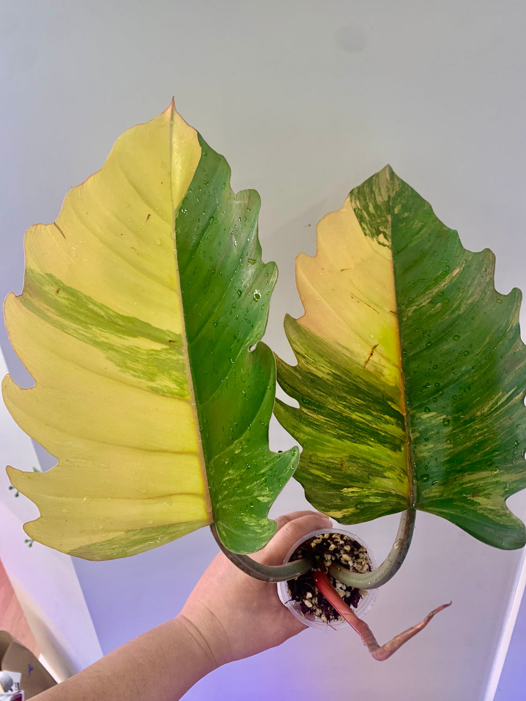 Philodendron Caramel Marble Variegated (Big leaves!) with FREE Scindapsus Creme Brulee #6
