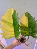 Philodendron Caramel Marble Variegated (Big leaves!) with FREE Scindapsus Creme Brulee #6