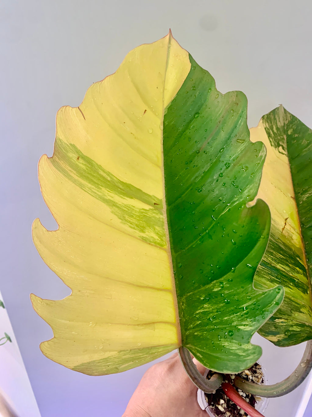 Philodendron Caramel Marble Variegated (Big leaves!) with FREE Scindapsus Creme Brulee #6
