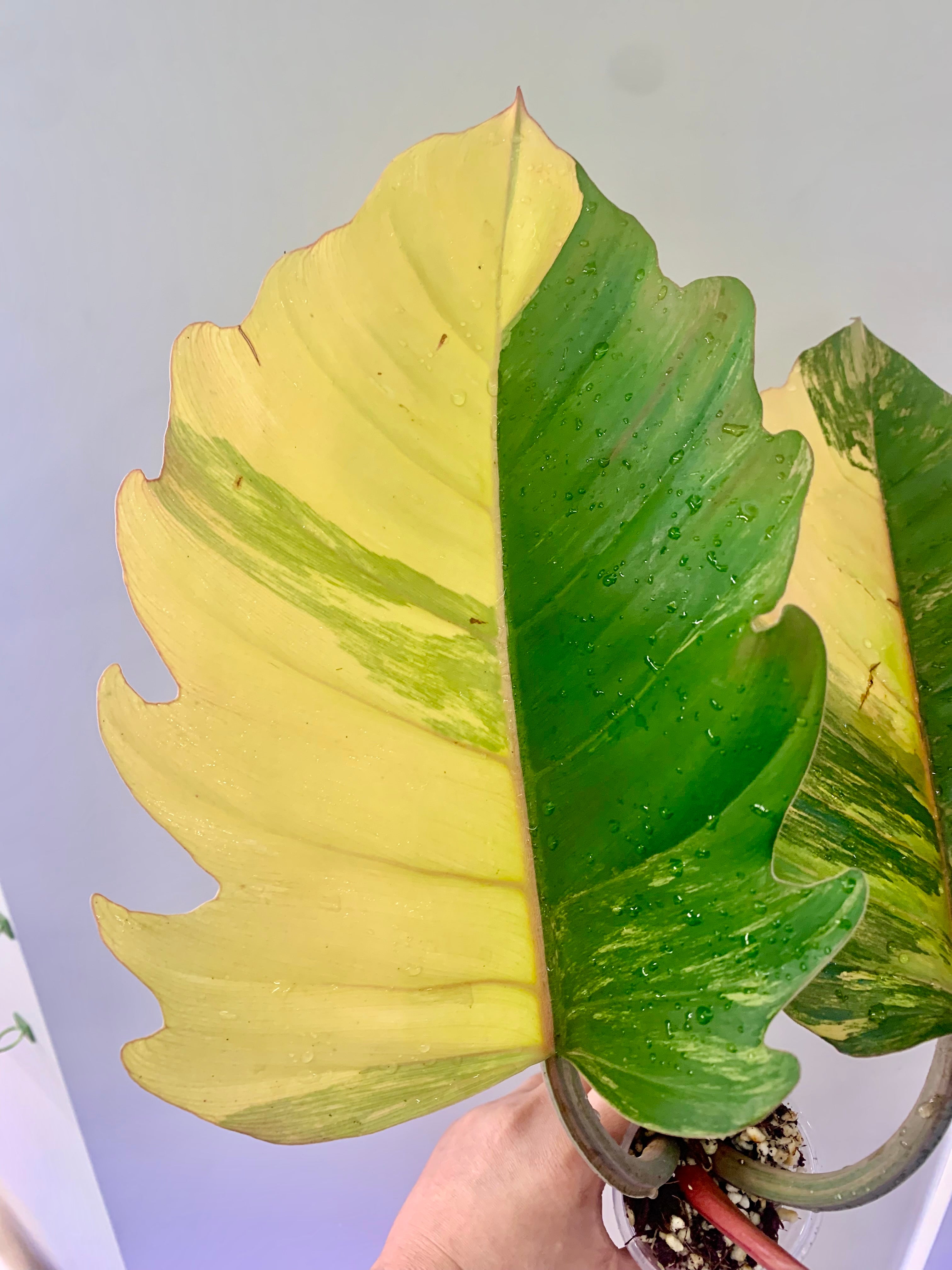 Philodendron Caramel Marble Variegated (Big leaves!) with FREE Scindapsus Creme Brulee #6