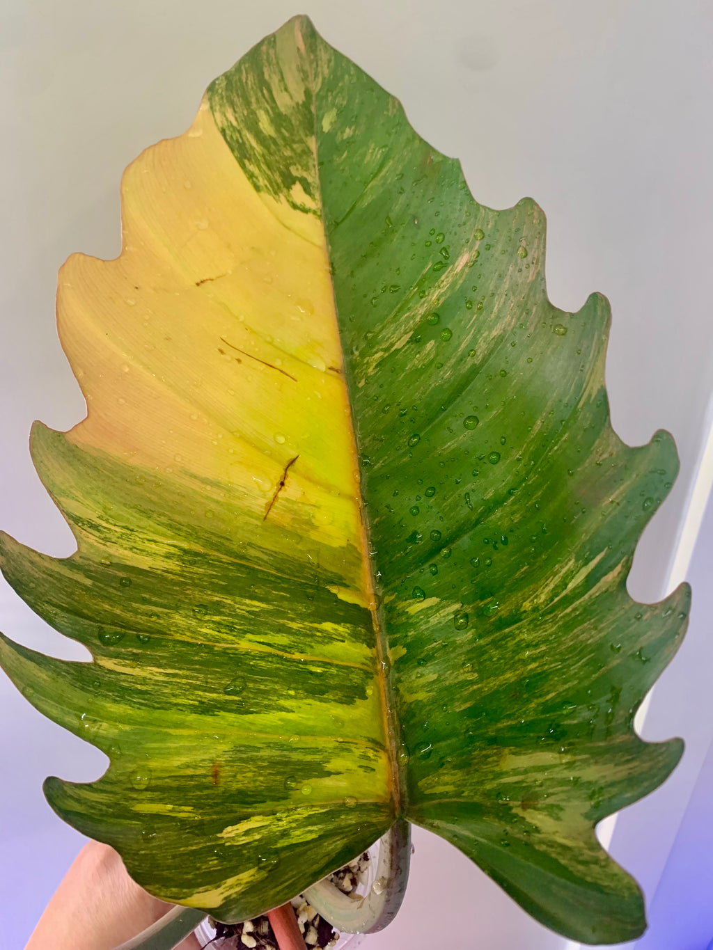 Philodendron Caramel Marble Variegated (Big leaves!) with FREE Scindapsus Creme Brulee #6