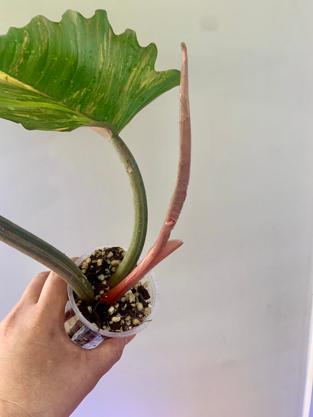 Philodendron Caramel Marble Variegated (Big leaves!) with FREE Scindapsus Creme Brulee #6