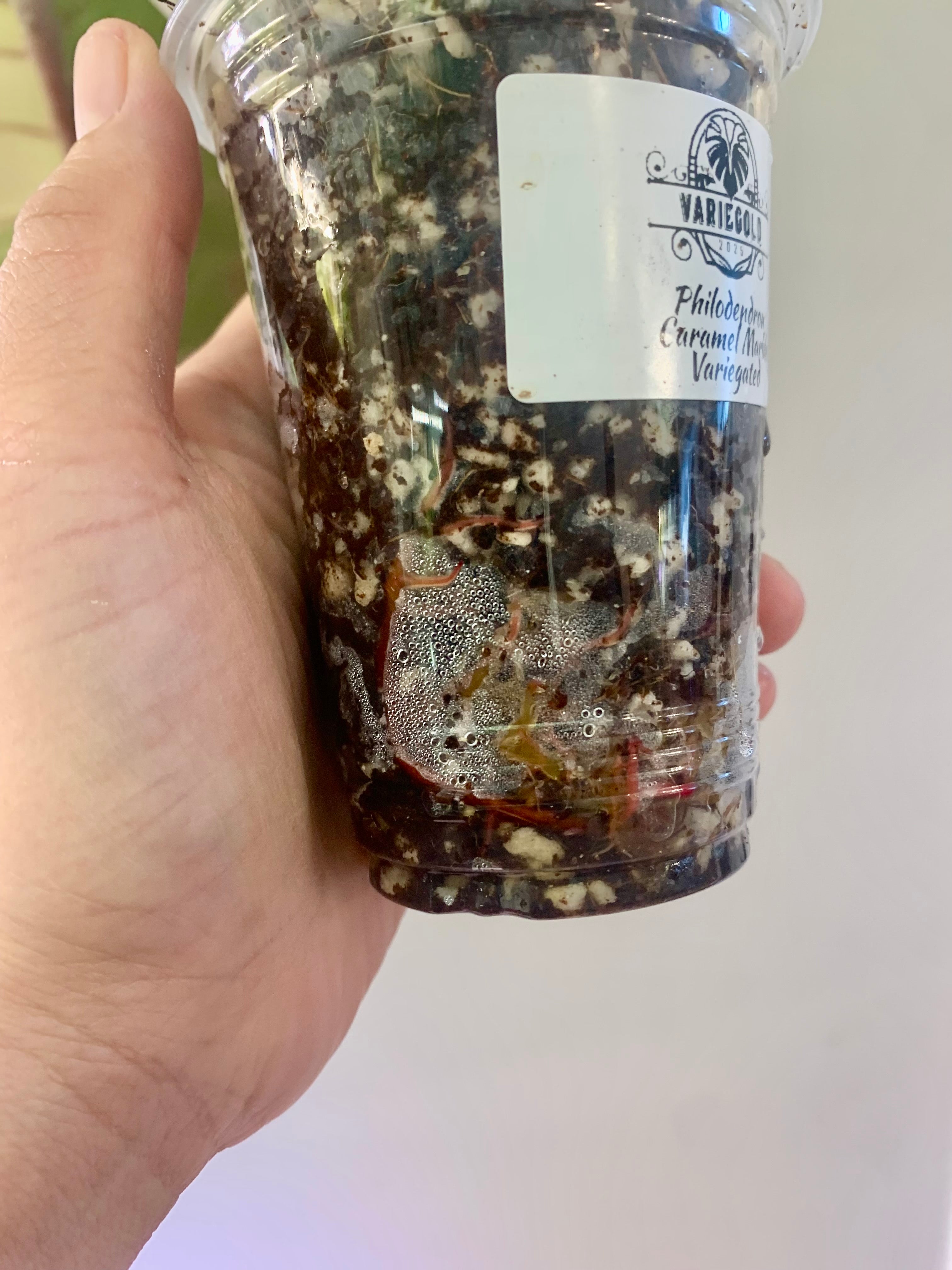 Philodendron Caramel Marble Variegated (Big leaves!) with FREE Scindapsus Creme Brulee #6