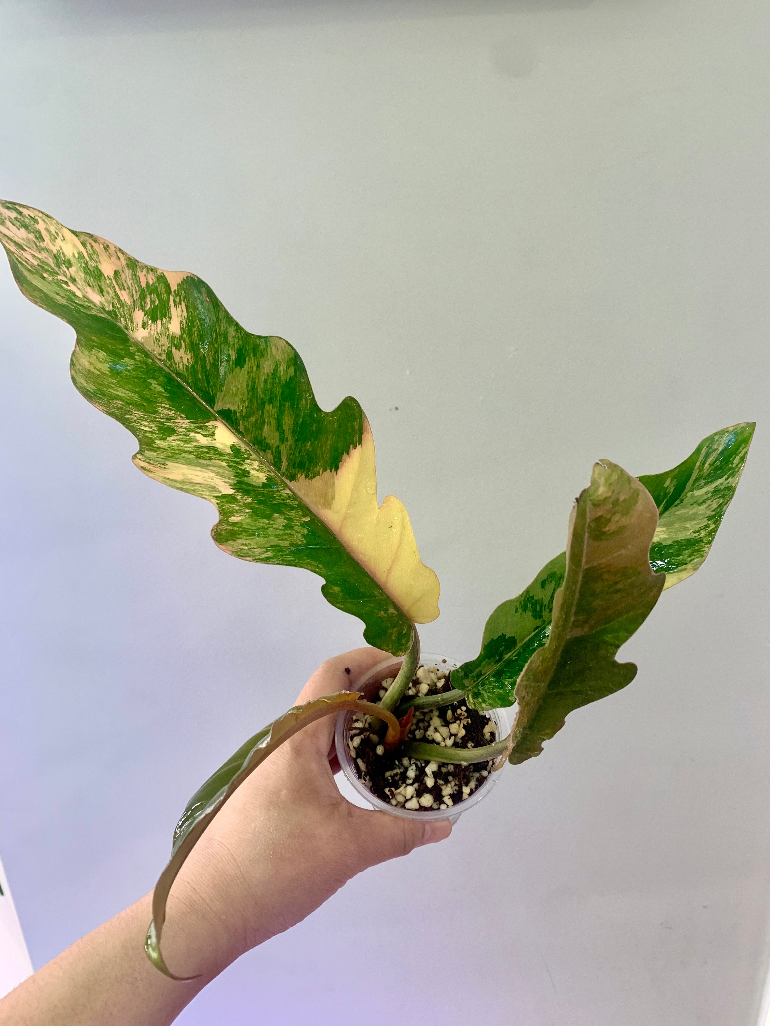 Philodendron Caramel Marble Variegated (Big leaves!) with FREE Scindapsus Creme Brulee #12