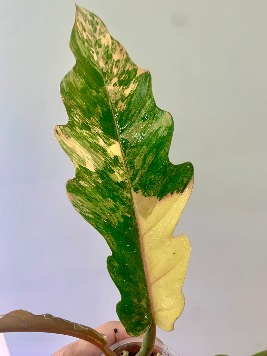 Philodendron Caramel Marble Variegated (Big leaves!) with FREE Scindapsus Creme Brulee #12