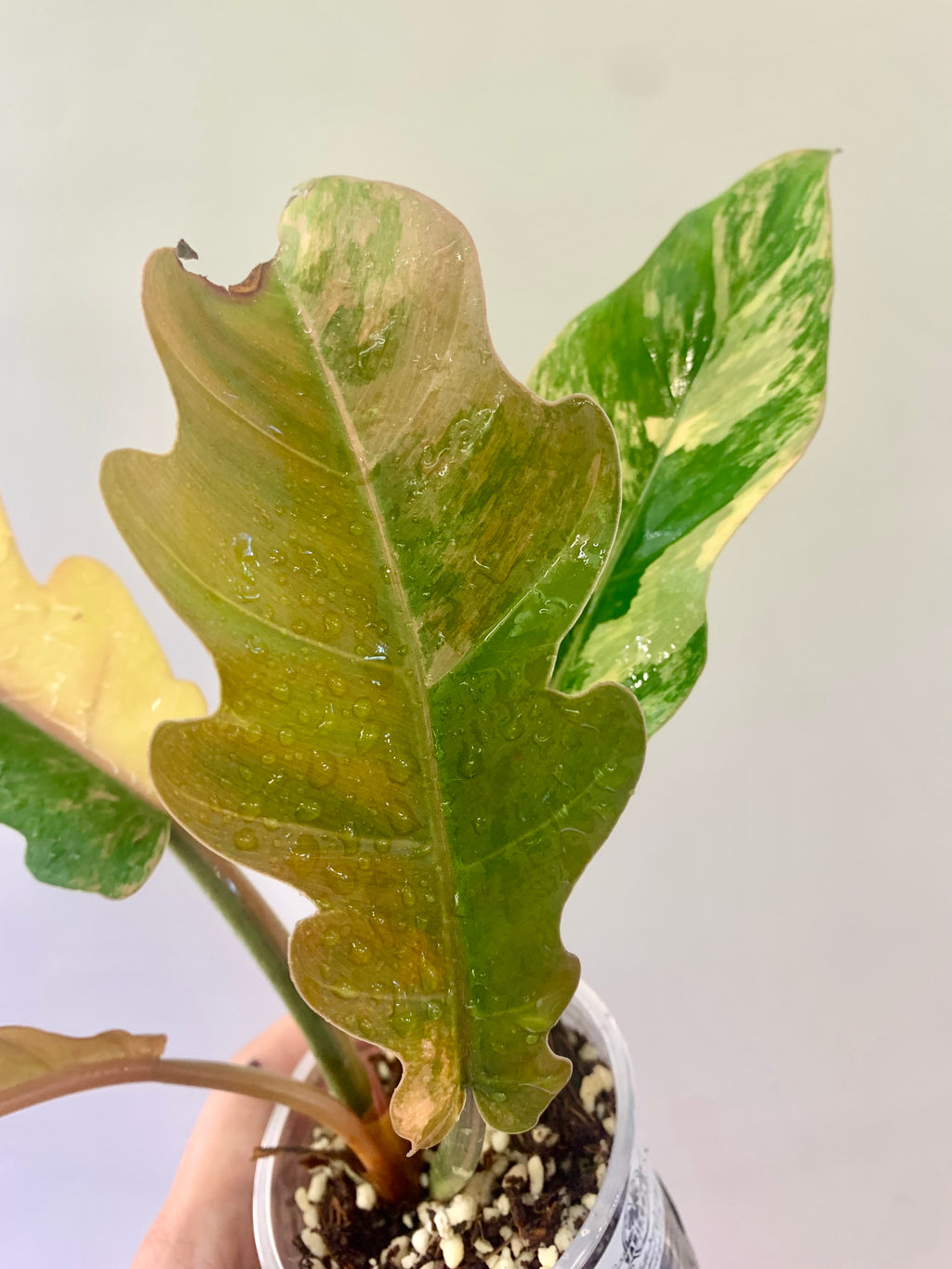 Philodendron Caramel Marble Variegated (Big leaves!) with FREE Scindapsus Creme Brulee #12