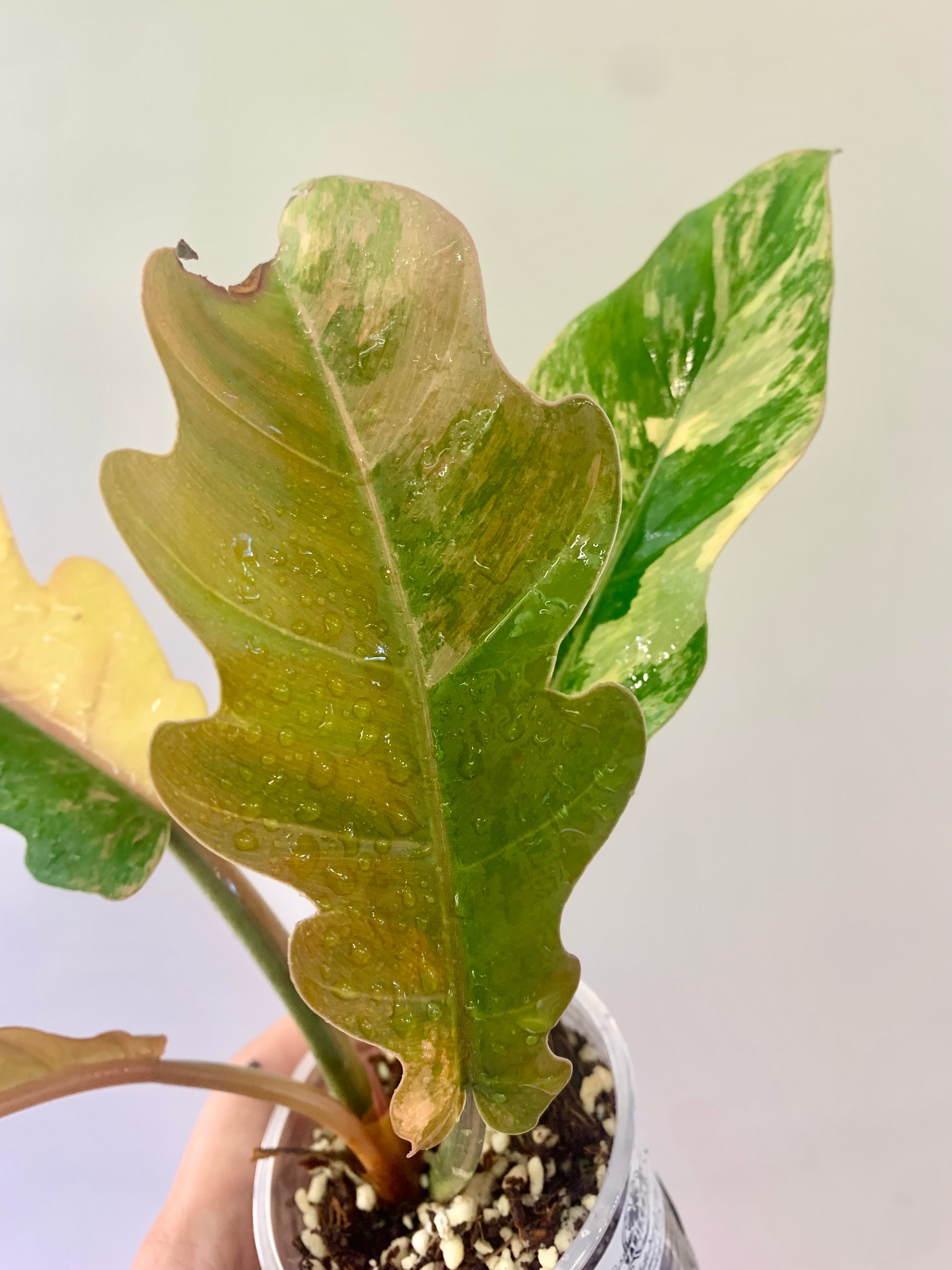 Philodendron Caramel Marble Variegated (Big leaves!) with FREE Scindapsus Creme Brulee #12