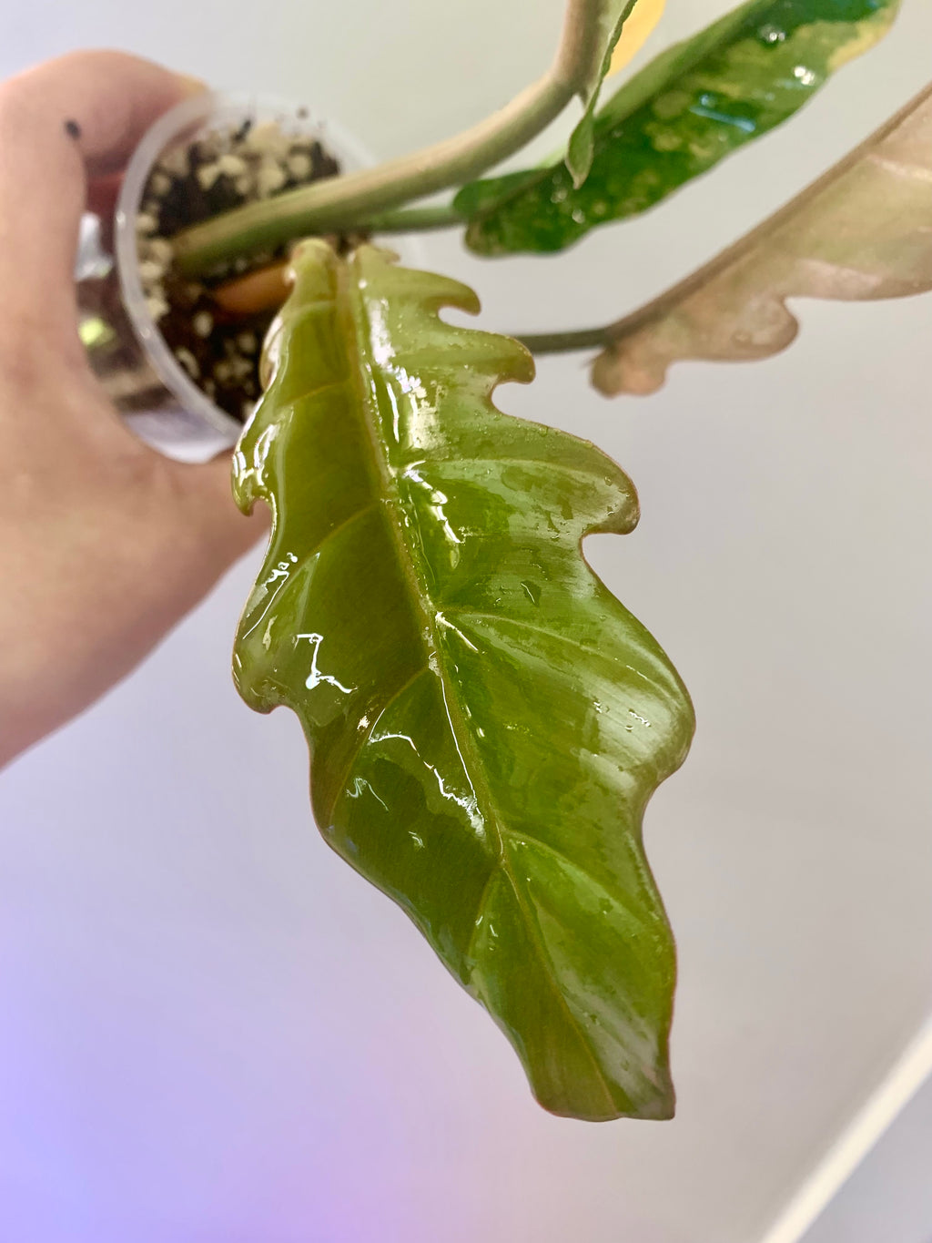 Philodendron Caramel Marble Variegated (Big leaves!) with FREE Scindapsus Creme Brulee #12