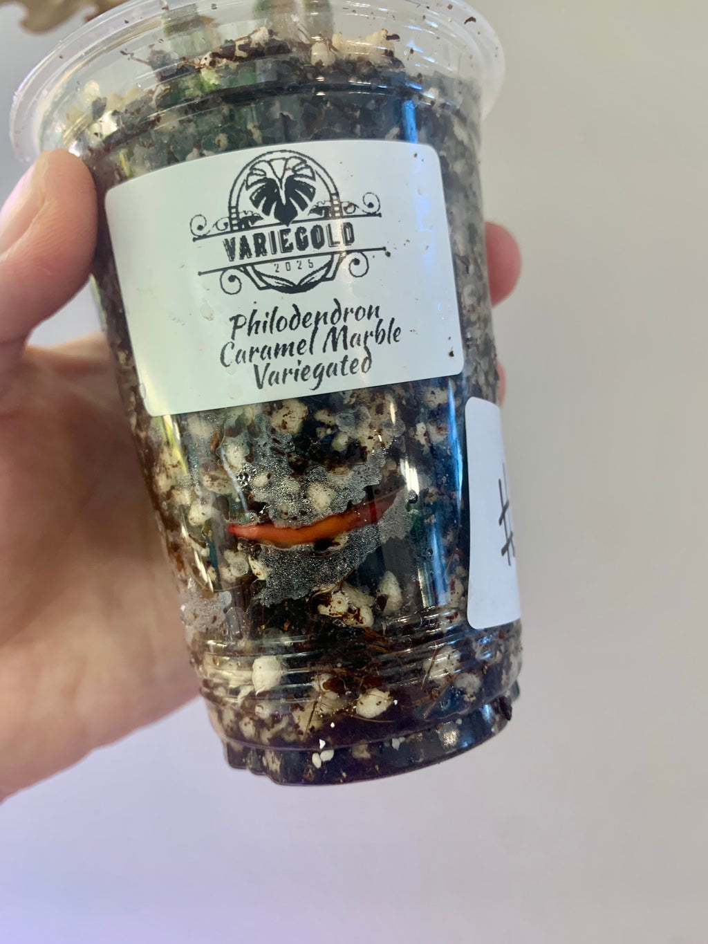 Philodendron Caramel Marble Variegated (Big leaves!) with FREE Scindapsus Creme Brulee #12