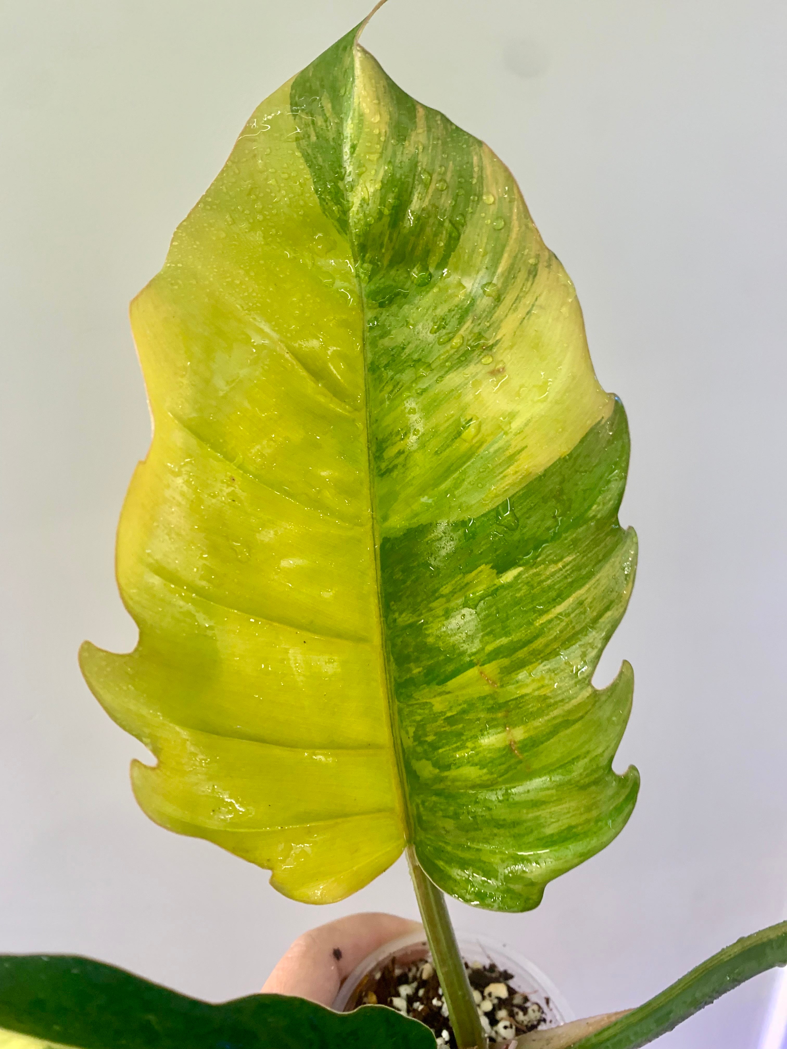 Philodendron Caramel Marble Variegated (Big leaves!) with FREE Scindapsus Creme Brulee #14