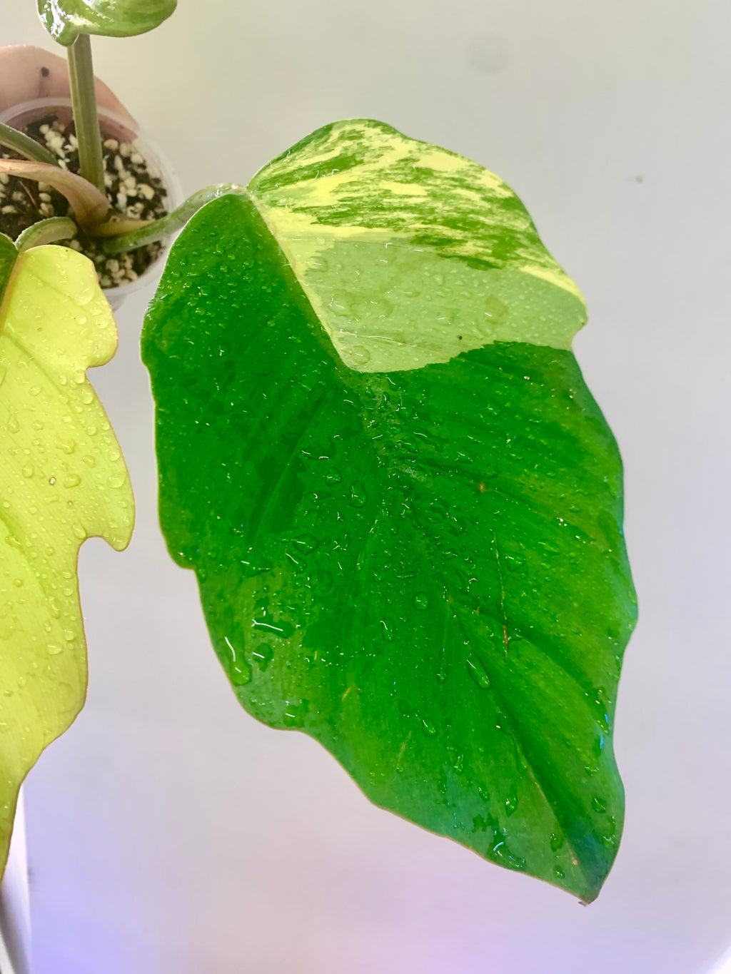 Philodendron Caramel Marble Variegated (Big leaves!) with FREE Scindapsus Creme Brulee #14