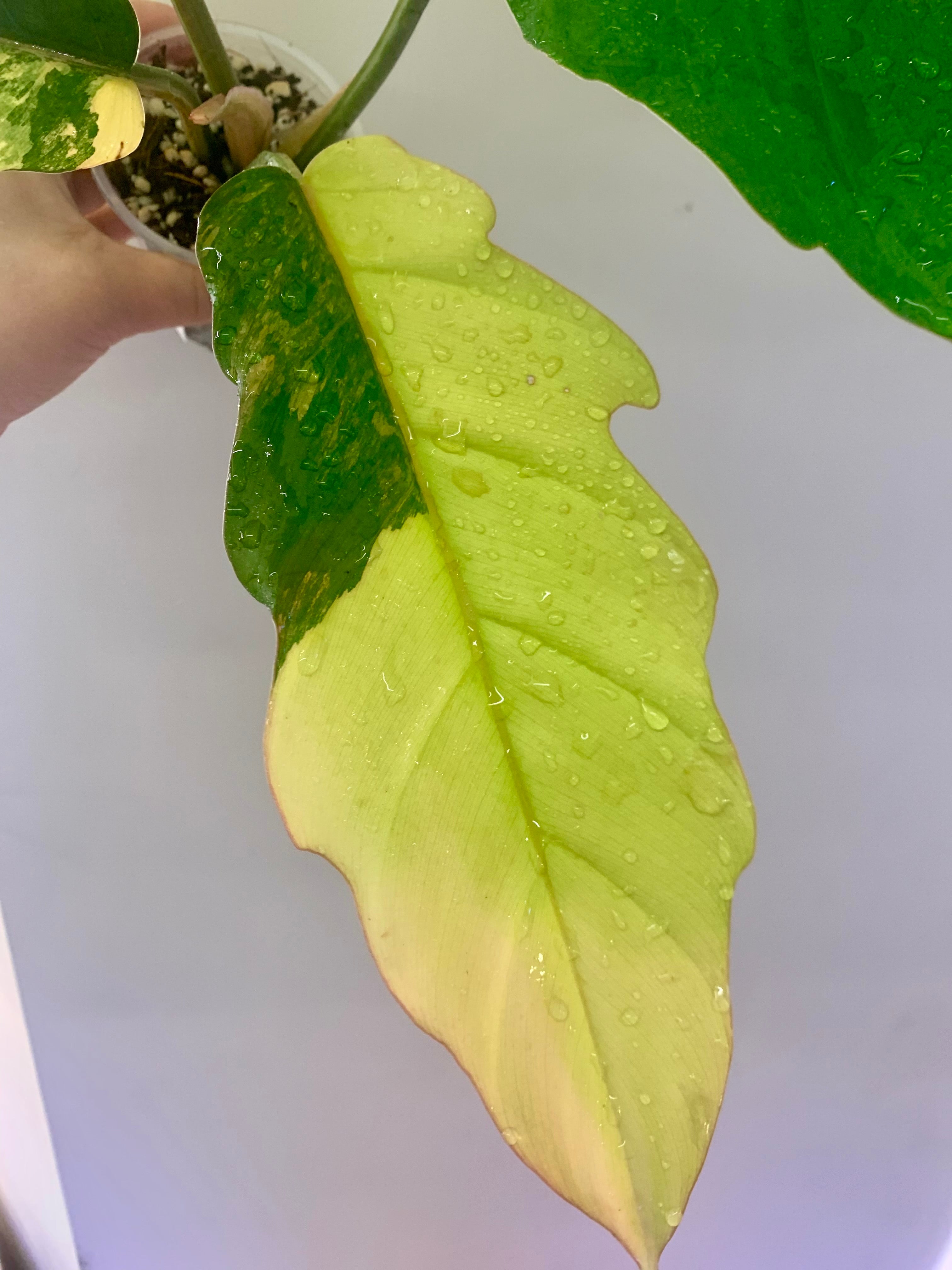 Philodendron Caramel Marble Variegated (Big leaves!) with FREE Scindapsus Creme Brulee #14