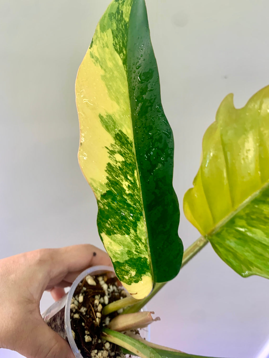 Philodendron Caramel Marble Variegated (Big leaves!) with FREE Scindapsus Creme Brulee #14