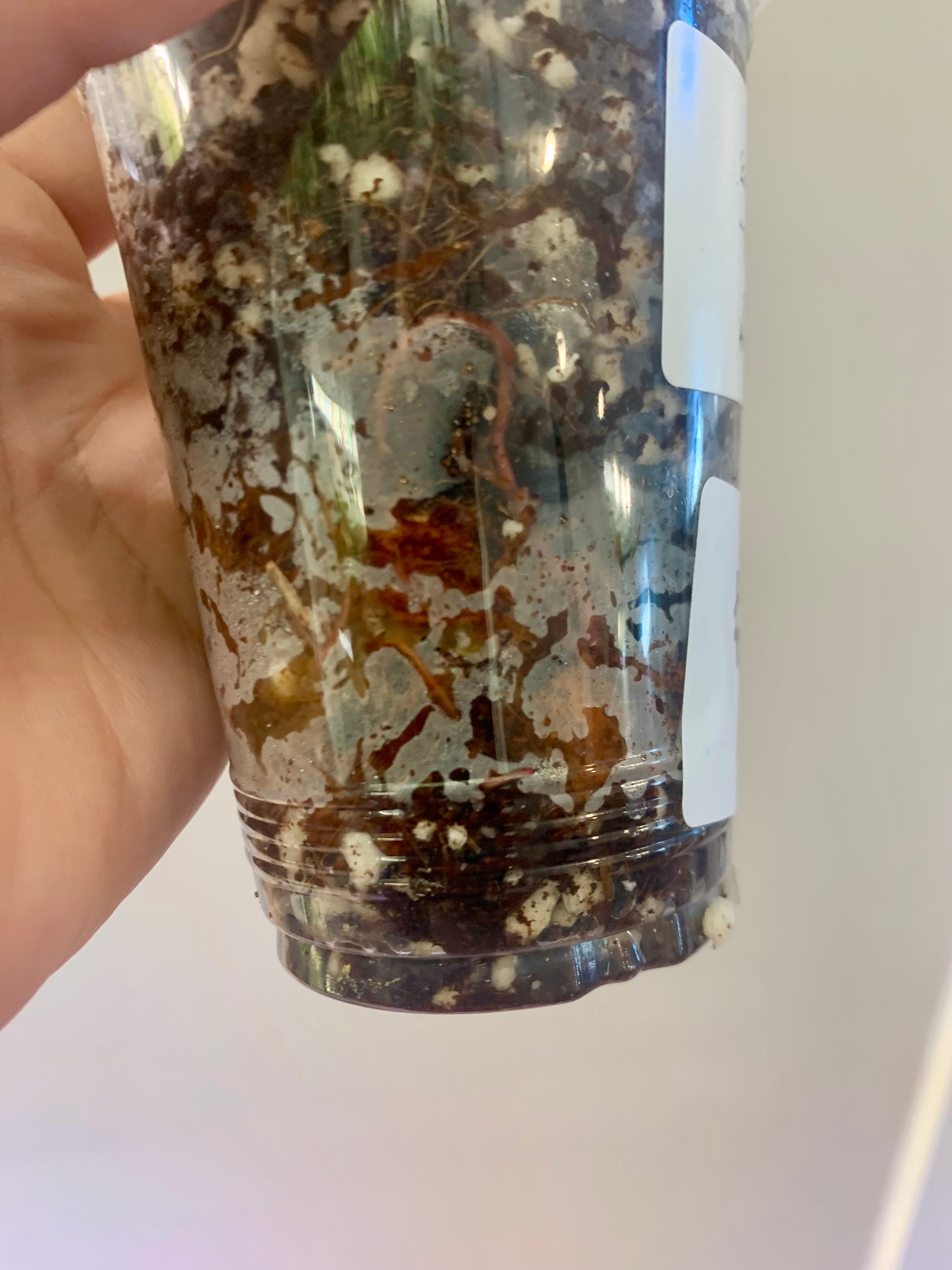 Philodendron Caramel Marble Variegated (Big leaves!) with FREE Scindapsus Creme Brulee #14