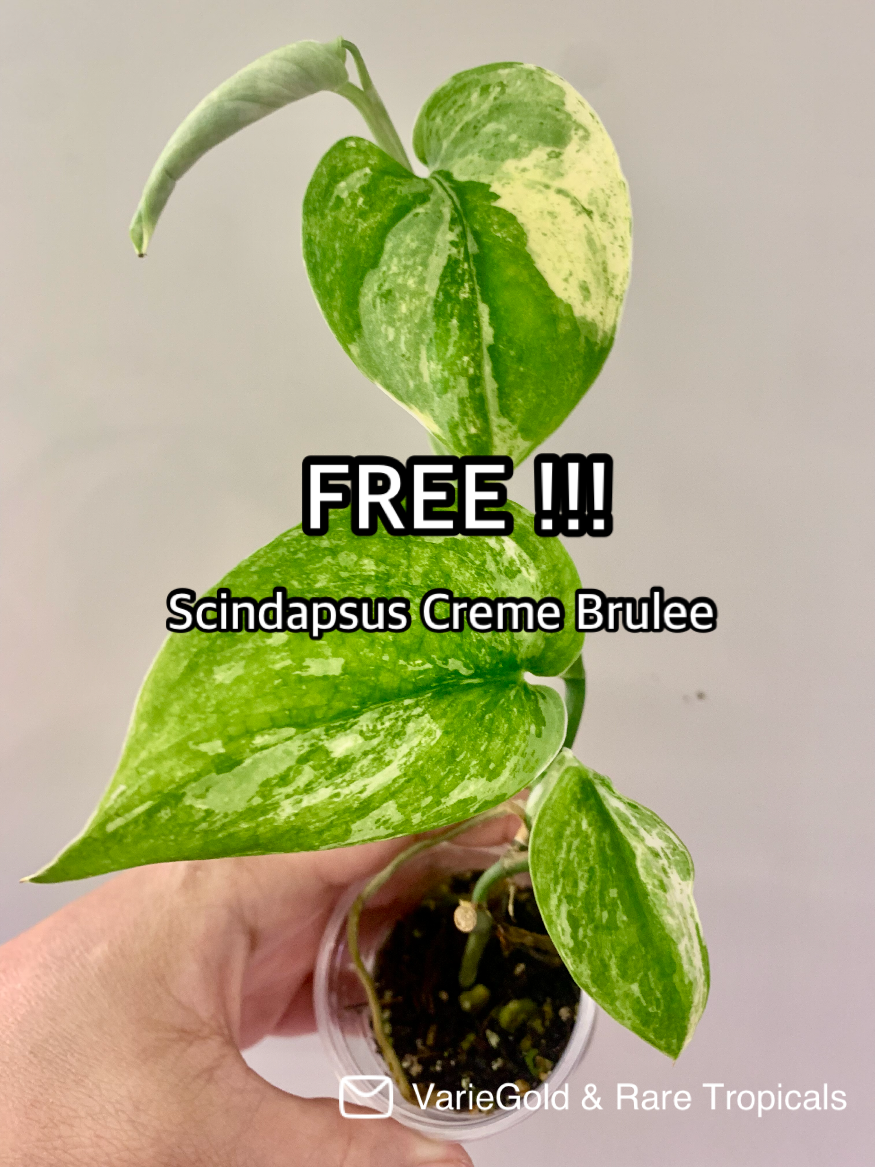 Philodendron Caramel Marble Variegated (Big leaves!) with FREE Scindapsus Creme Brulee #12